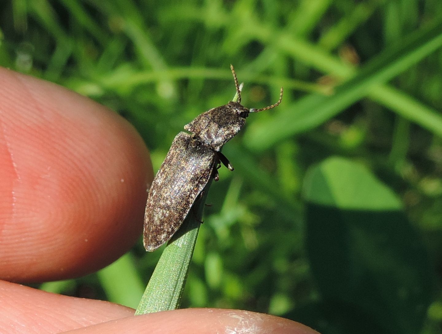 Elateridae: Agrypnus murinus? S.