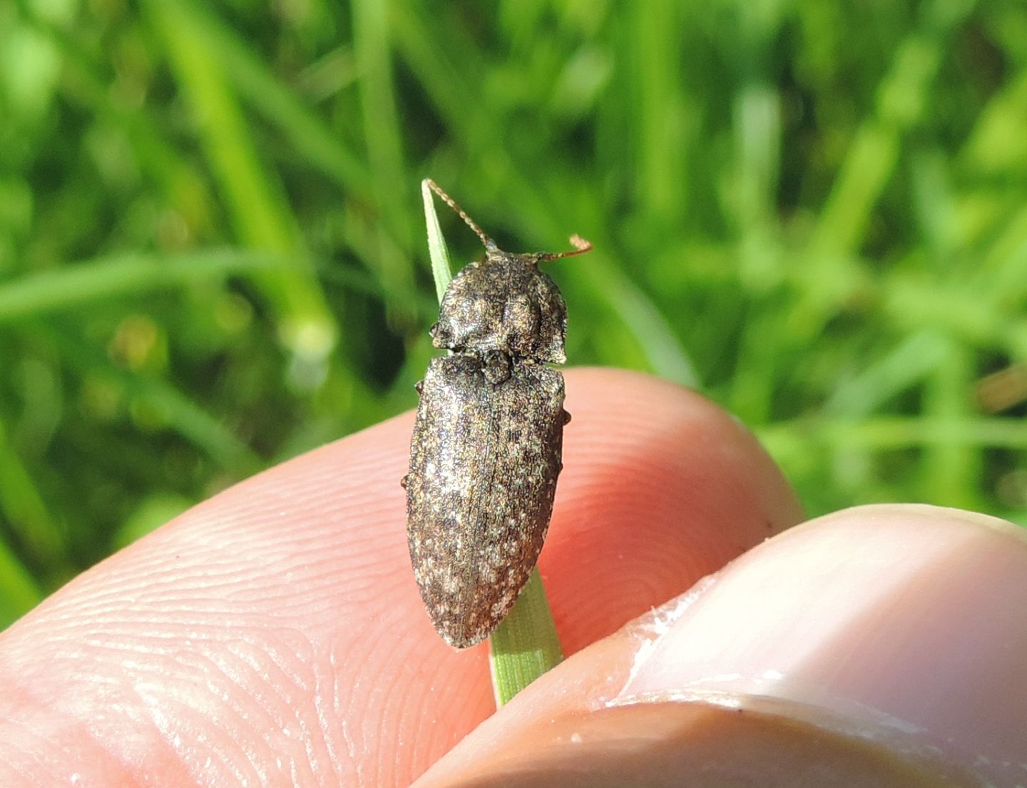 Elateridae: Agrypnus murinus? S.