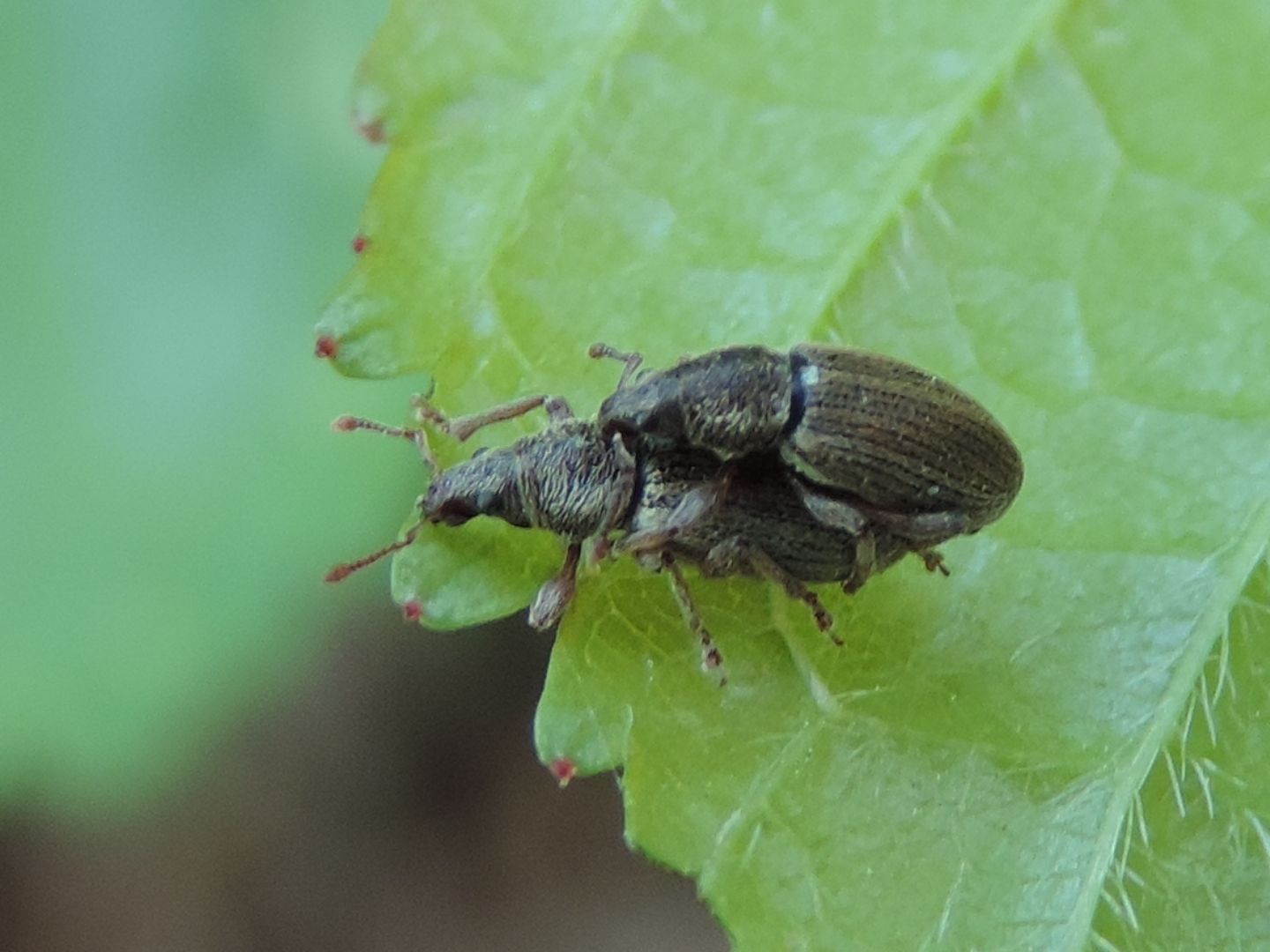 Polydrusus? S, Polydrusus (Metallites) marginatus