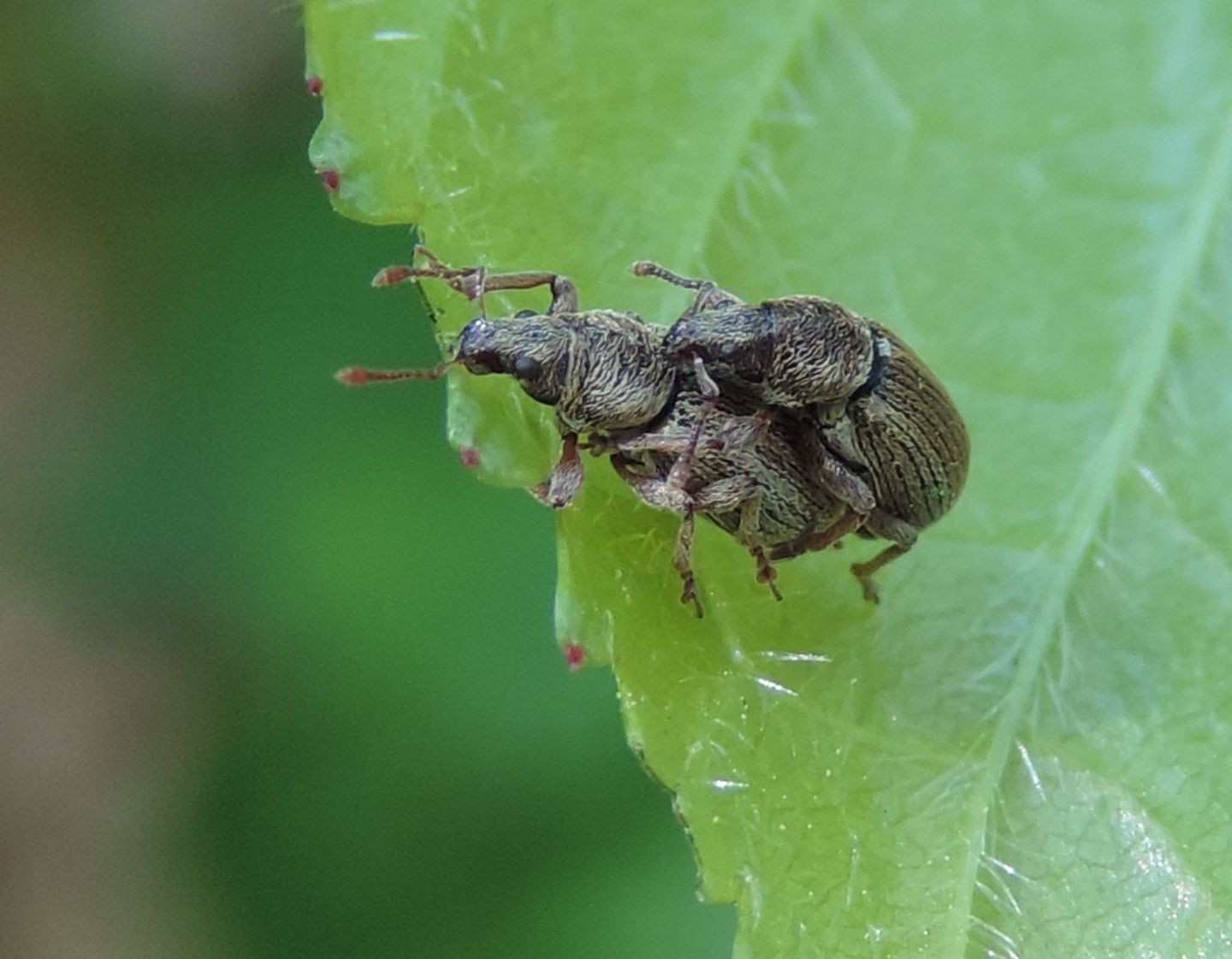 Polydrusus? S, Polydrusus (Metallites) marginatus