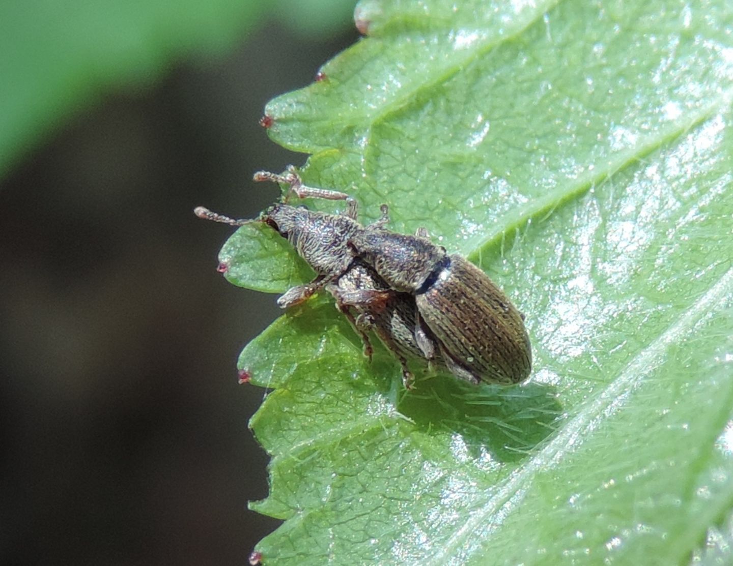 Polydrusus? S, Polydrusus (Metallites) marginatus