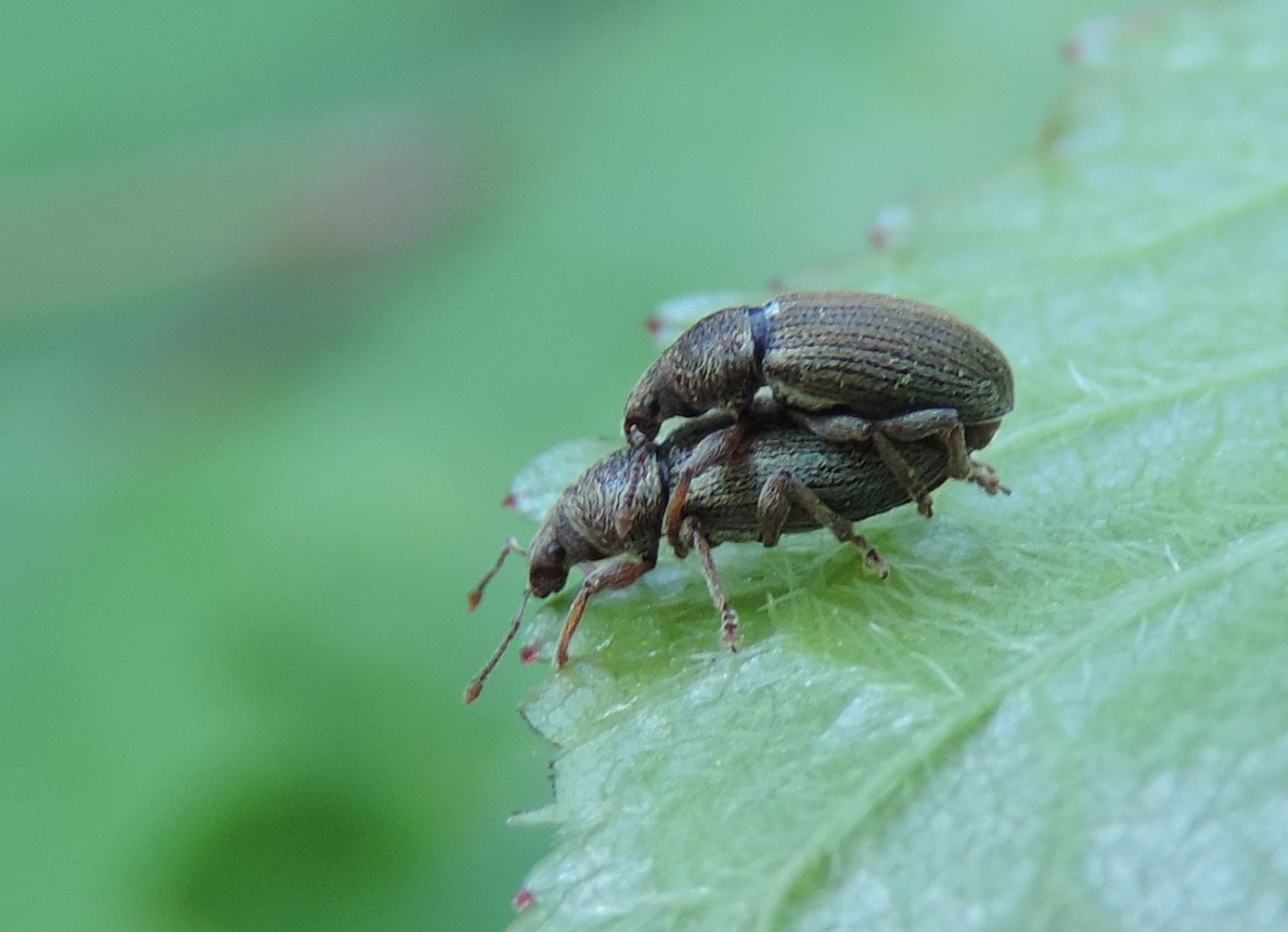 Polydrusus? S, Polydrusus (Metallites) marginatus