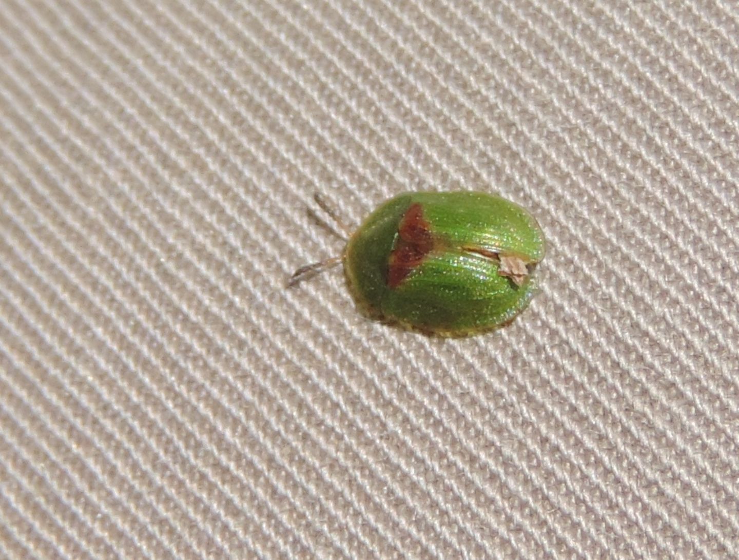 Chrysomelidae: Cassida sanguinolenta? Probabilmente s.