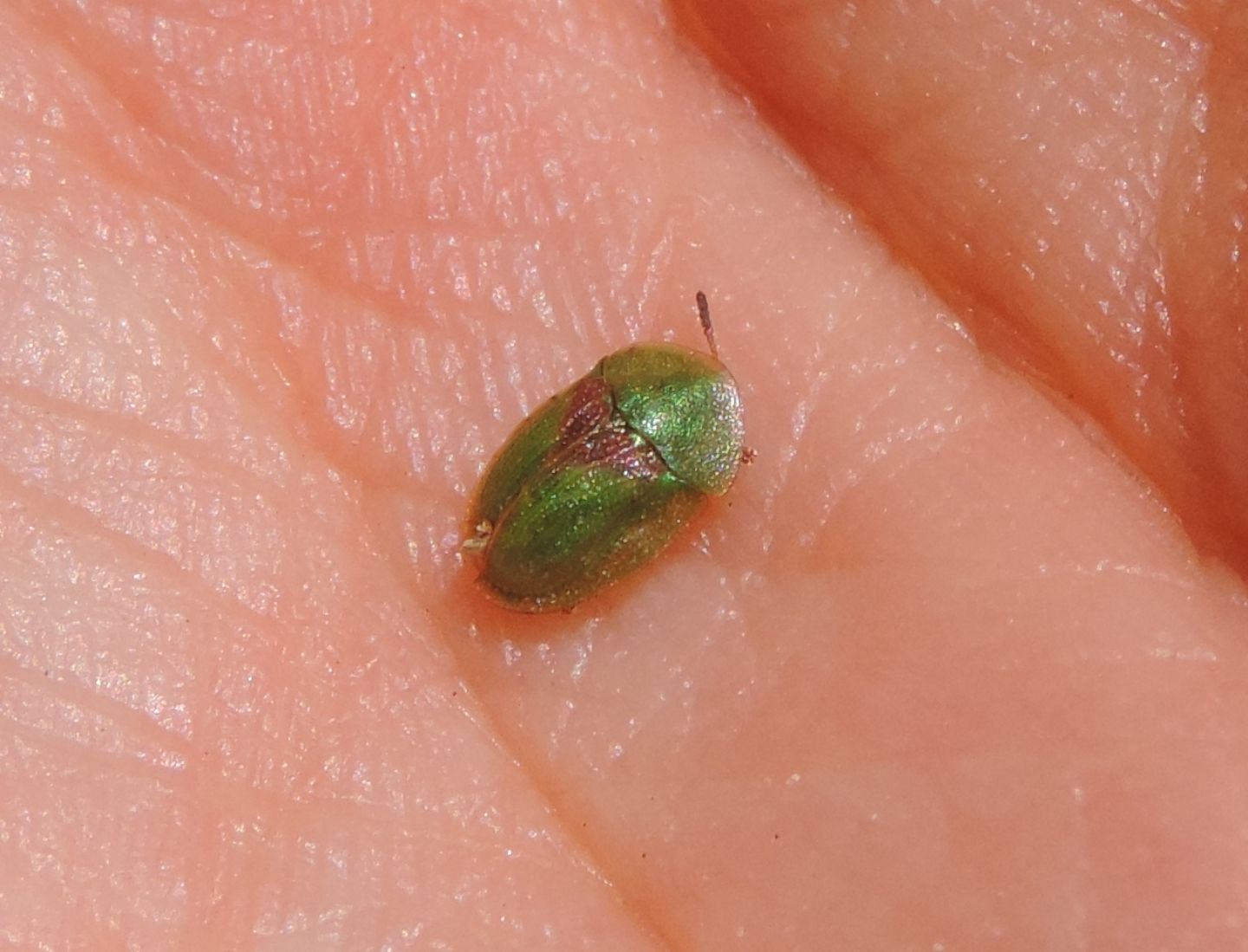 Chrysomelidae: Cassida sanguinolenta? Probabilmente s.