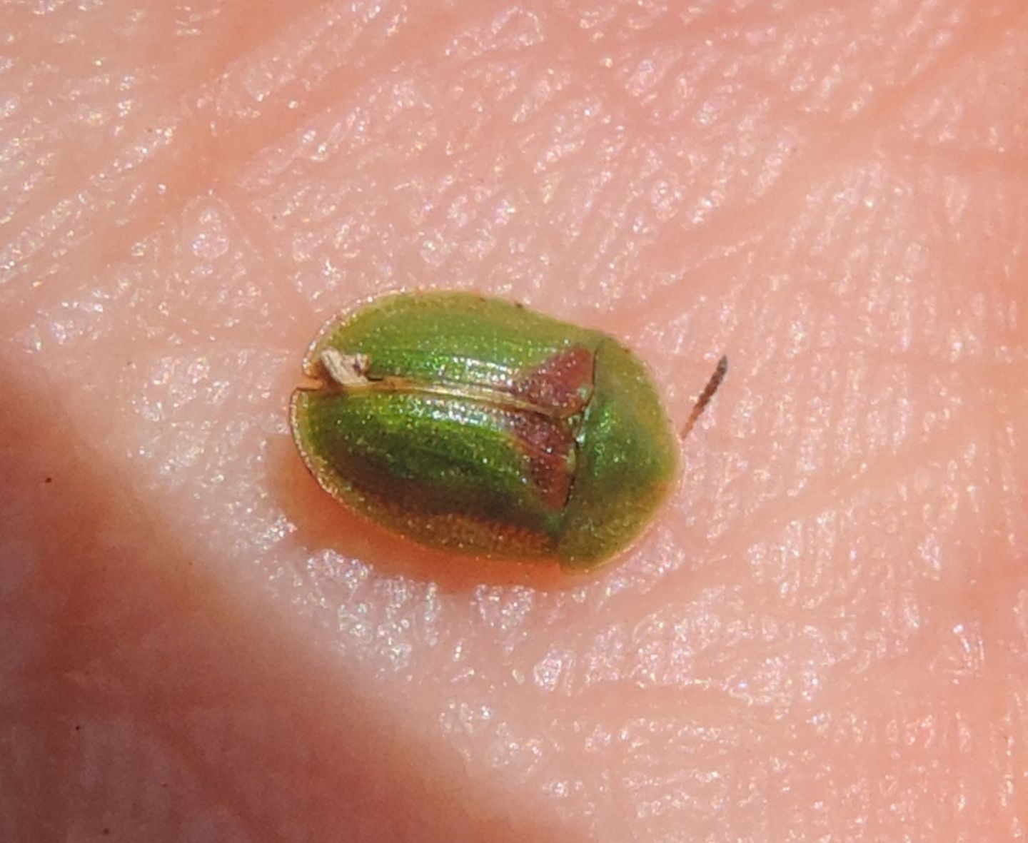 Chrysomelidae: Cassida sanguinolenta? Probabilmente s.