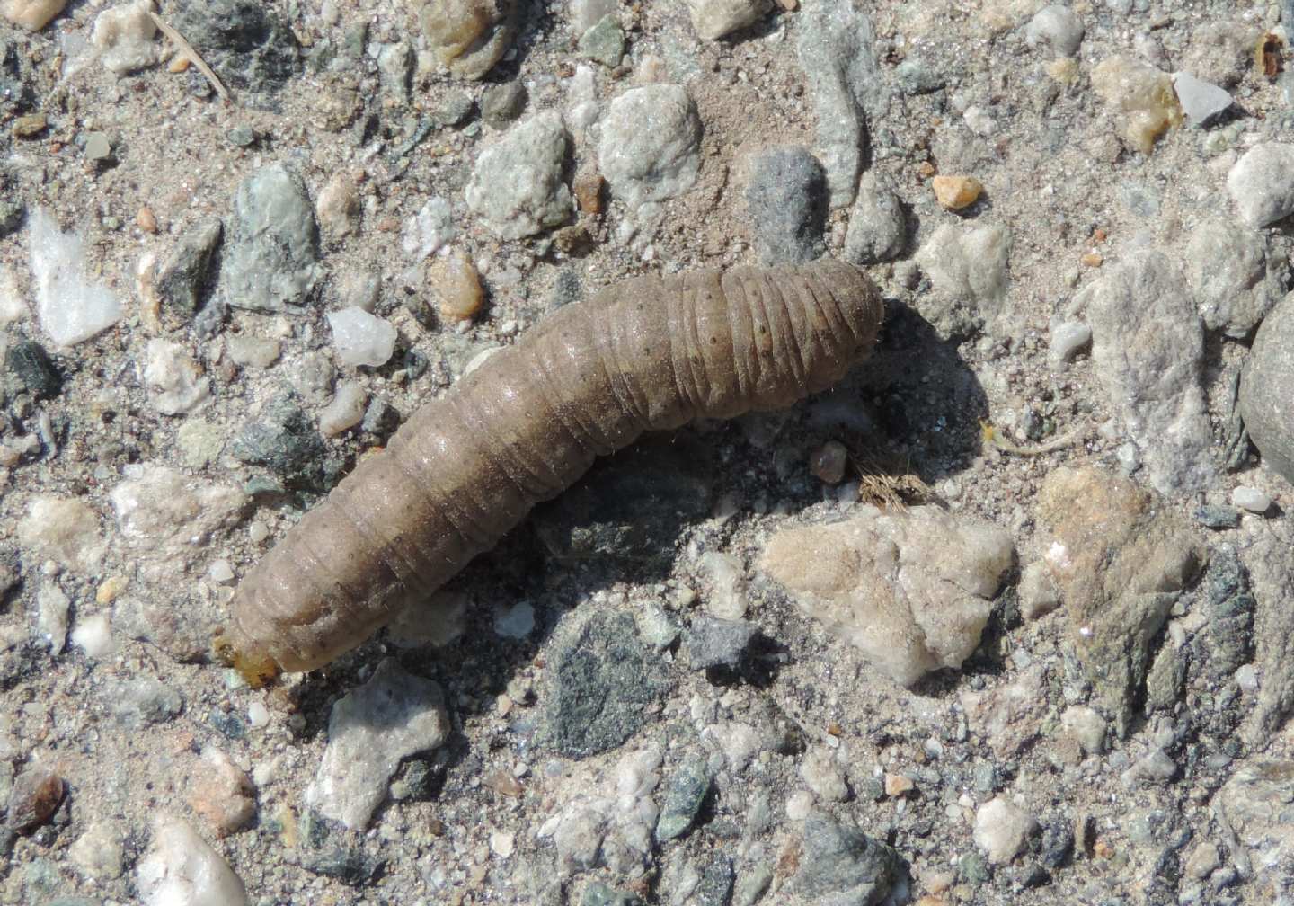 Bruco di Noctuidae: Conistra sp. o Agrotis sp.