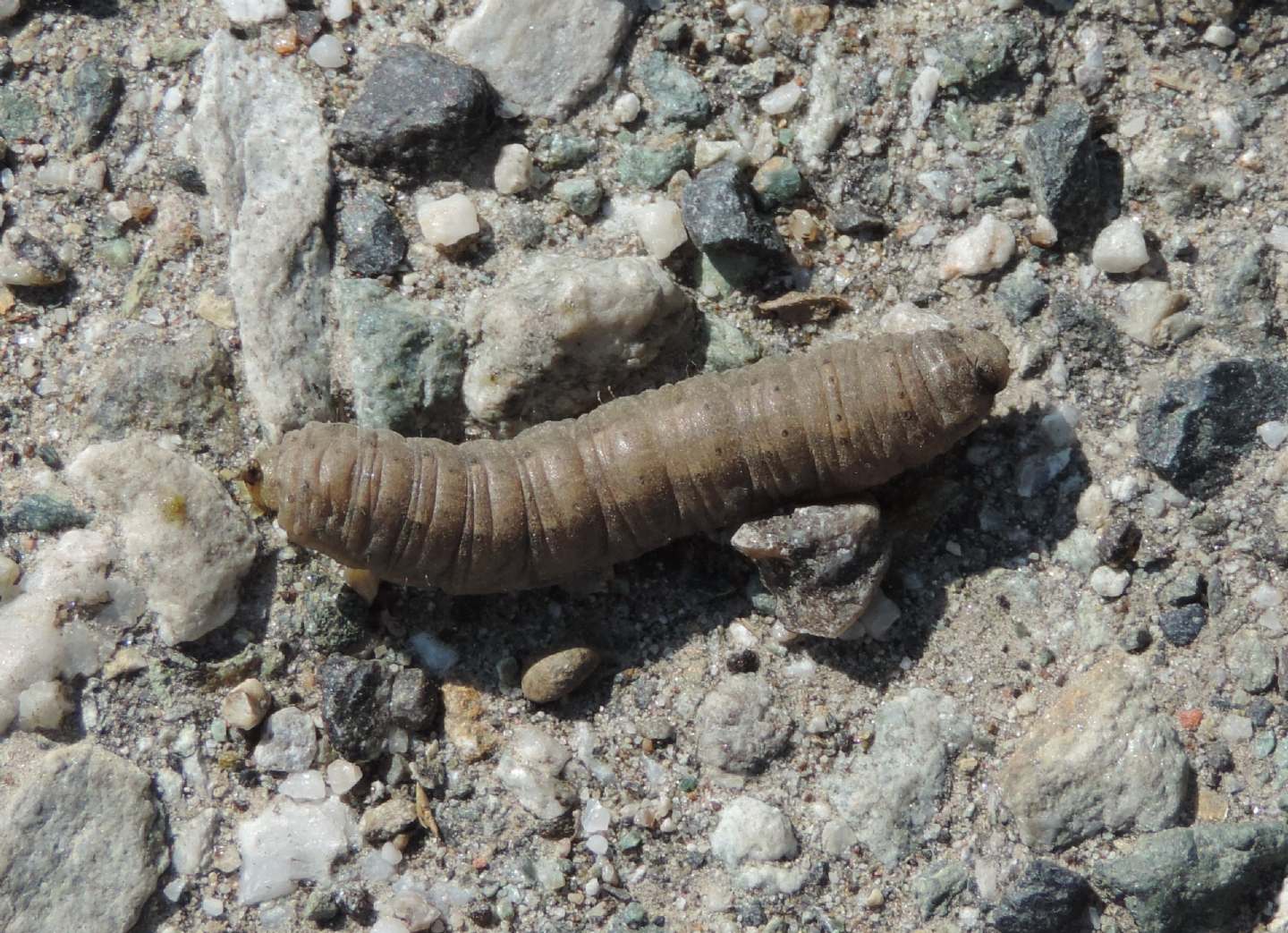 Bruco di Noctuidae: Conistra sp. o Agrotis sp.