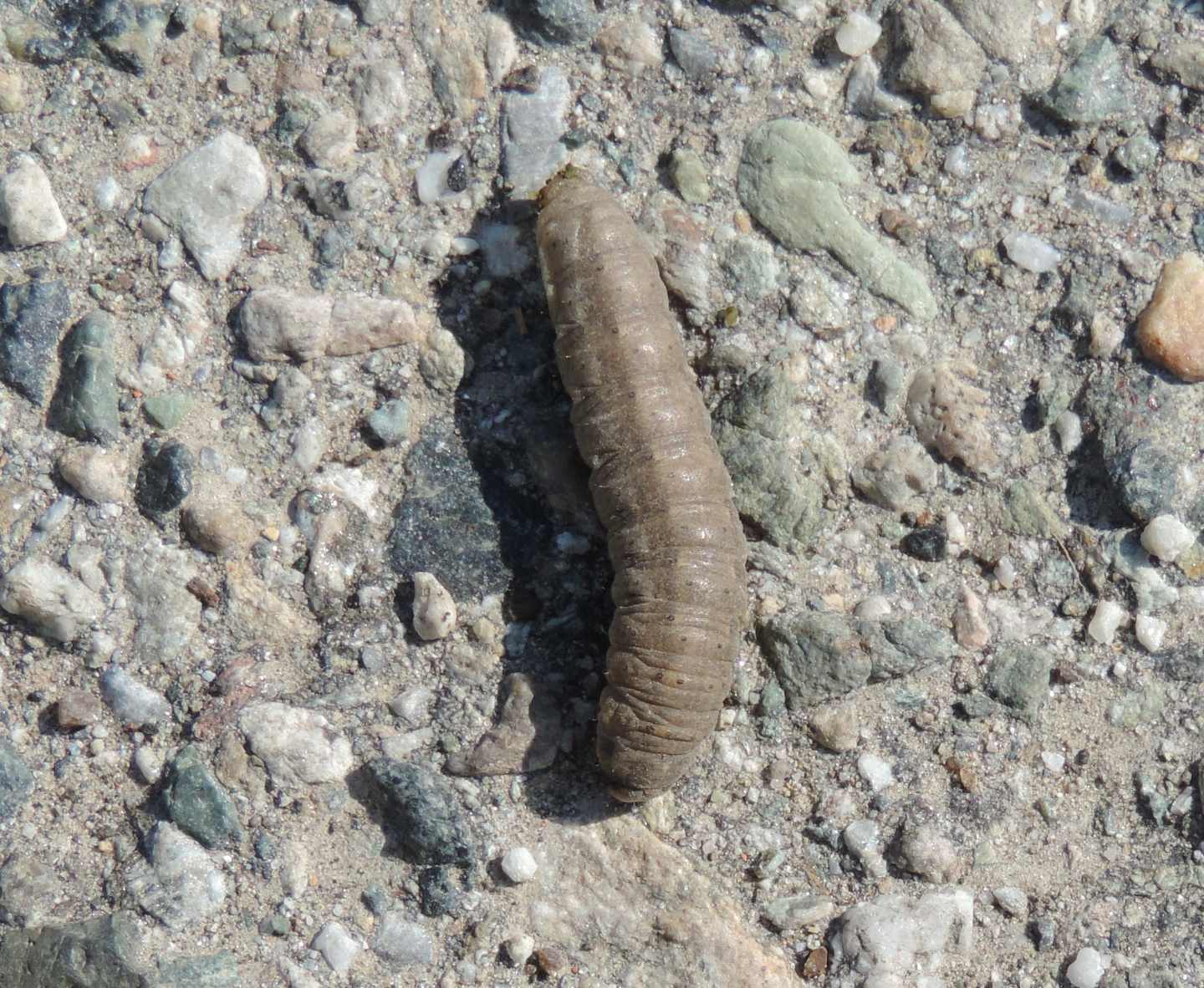 Bruco di Noctuidae: Conistra sp. o Agrotis sp.