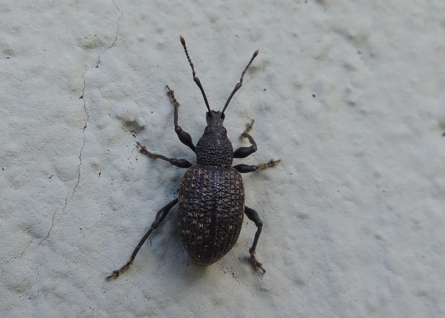 Curculionidae: Otiorhynchus sulcatus?  Sì !