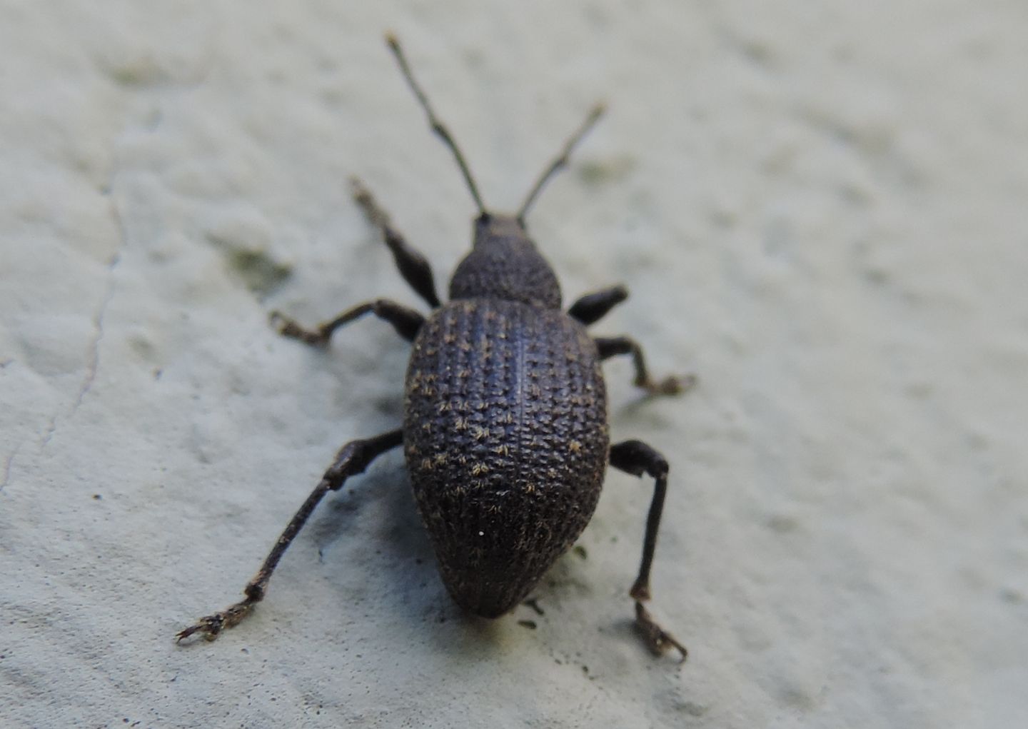 Curculionidae: Otiorhynchus sulcatus?  Sì !