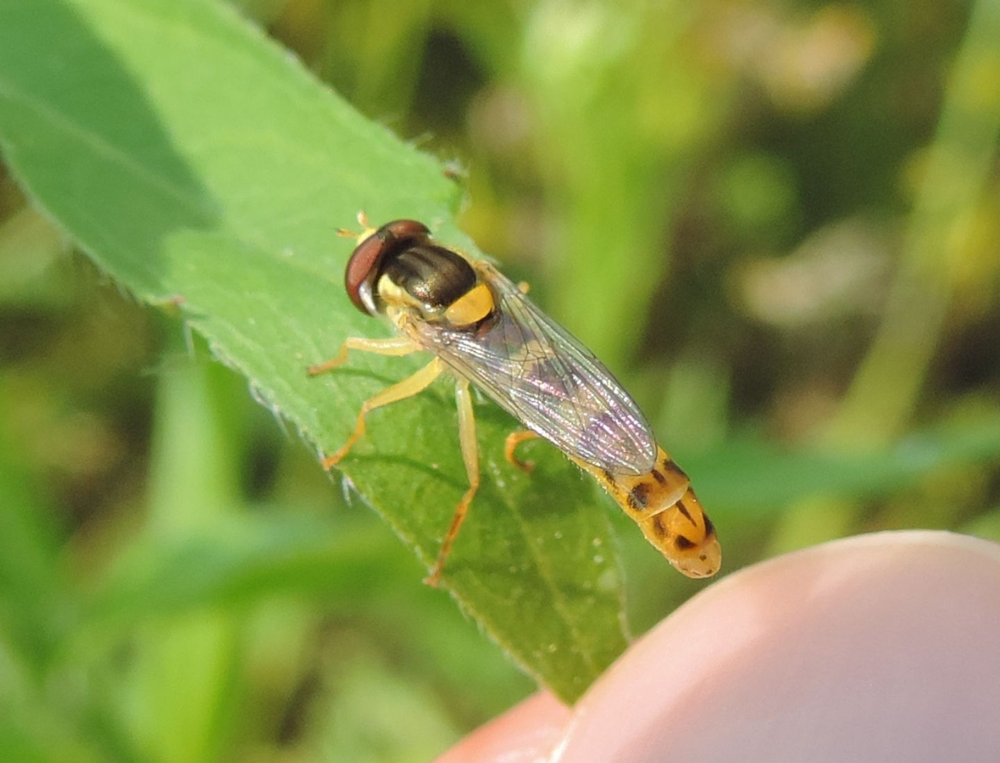 Sphaerophoria?  S, Sphaerophoria cfr. scripta, maschio