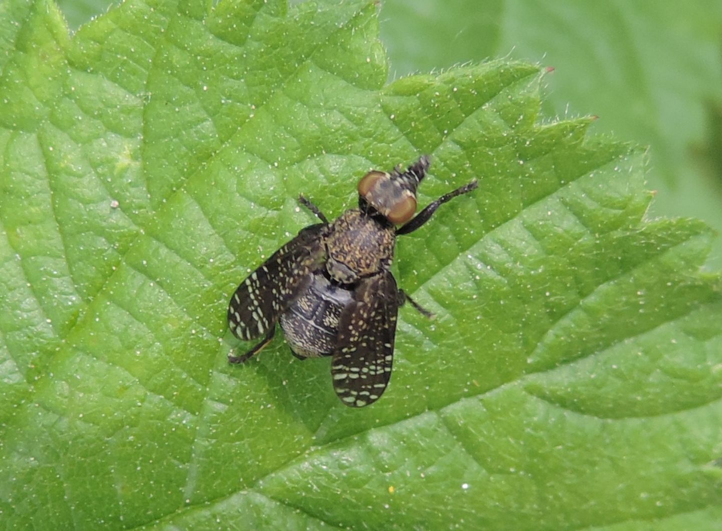 Platystomatidae: Platystoma seminationis? ... Platystoma cfr. seminationis