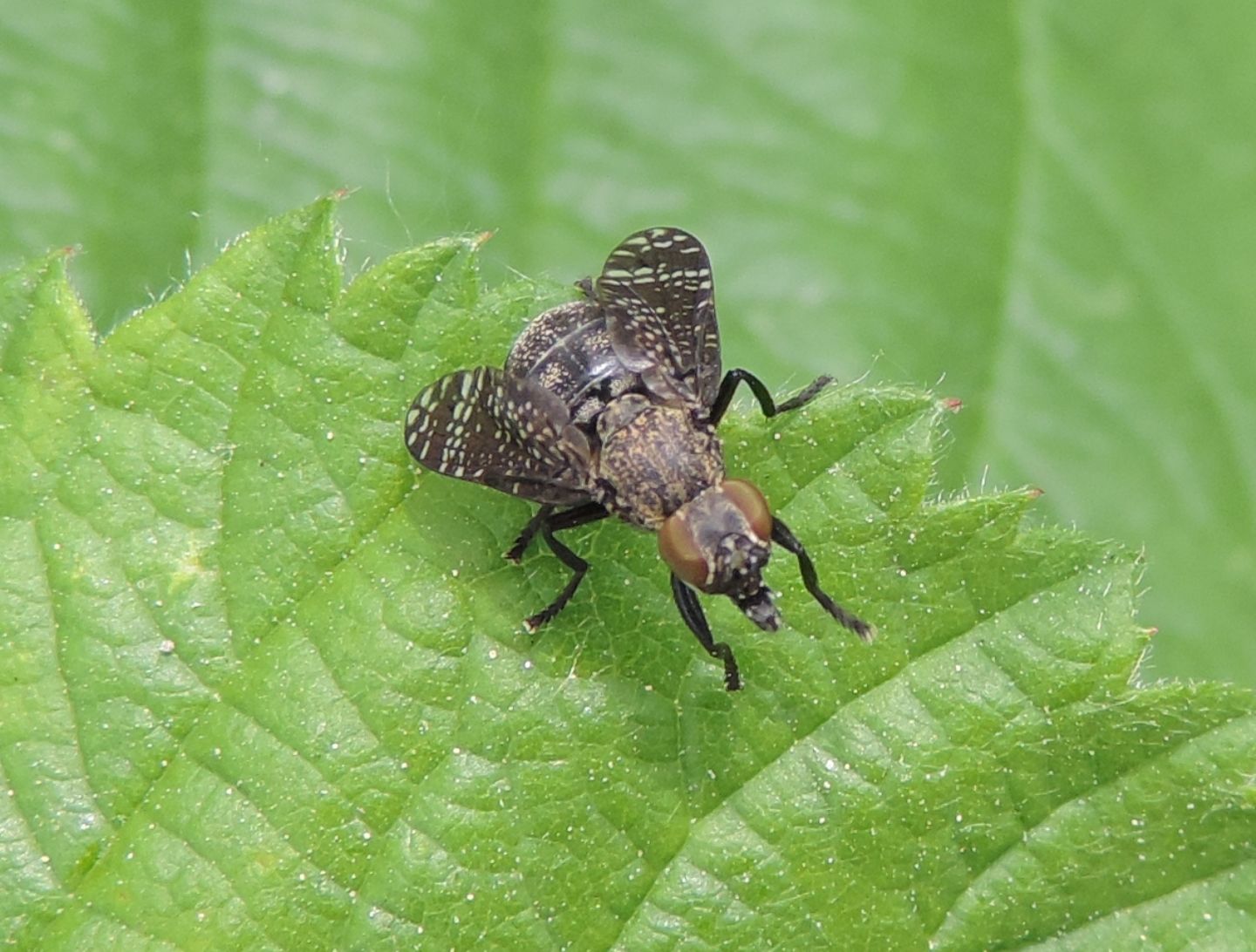 Platystomatidae: Platystoma seminationis? ... Platystoma cfr. seminationis