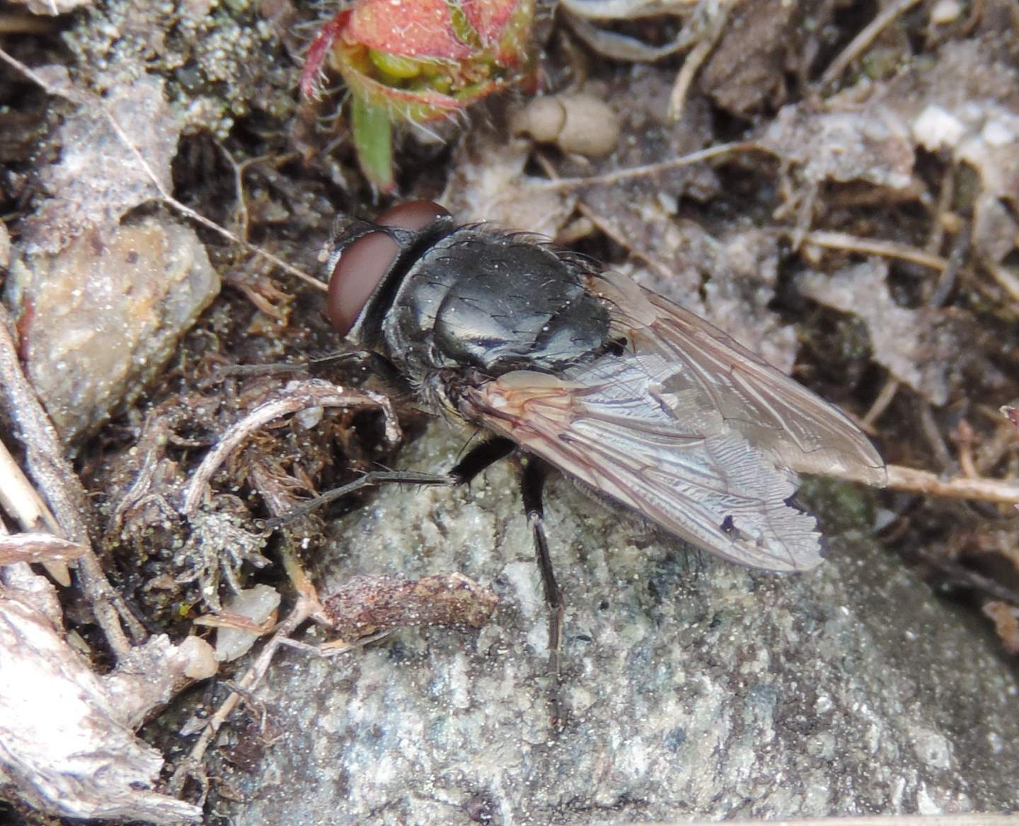 Maschio di Pollenia sp. (Calliphoridae)