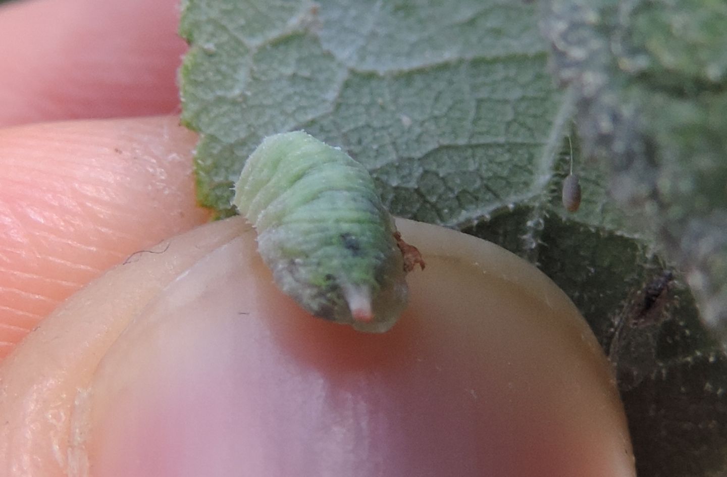 Larva da identificare: larva di Syrphidae (s.f. Syrphinae)
