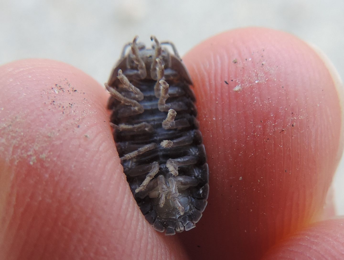 Armadillidium?