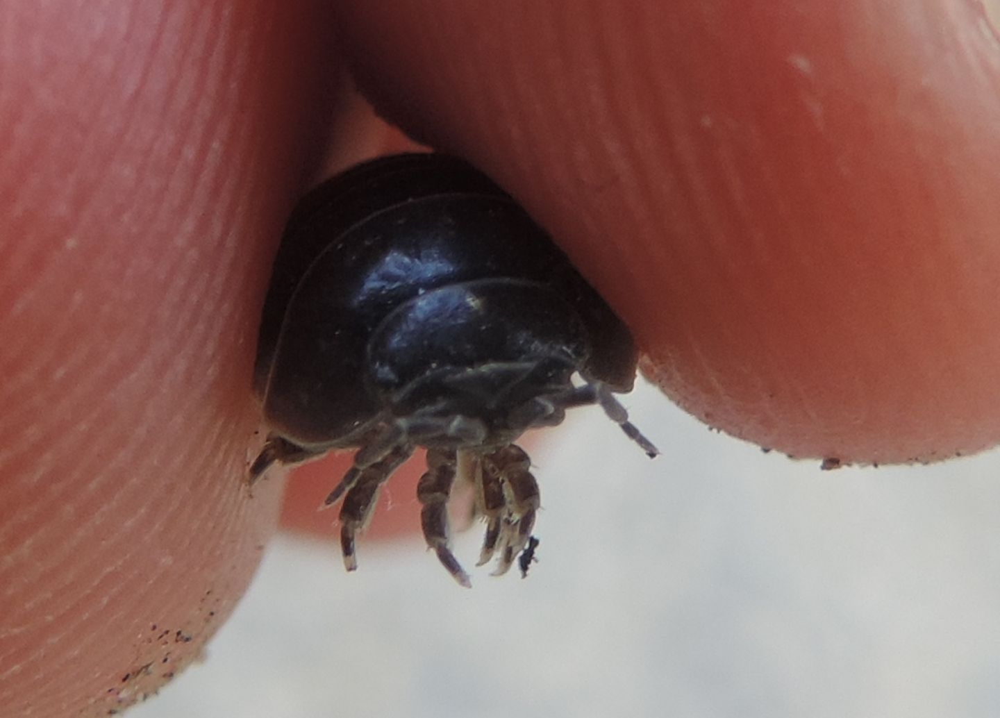 Armadillidium?