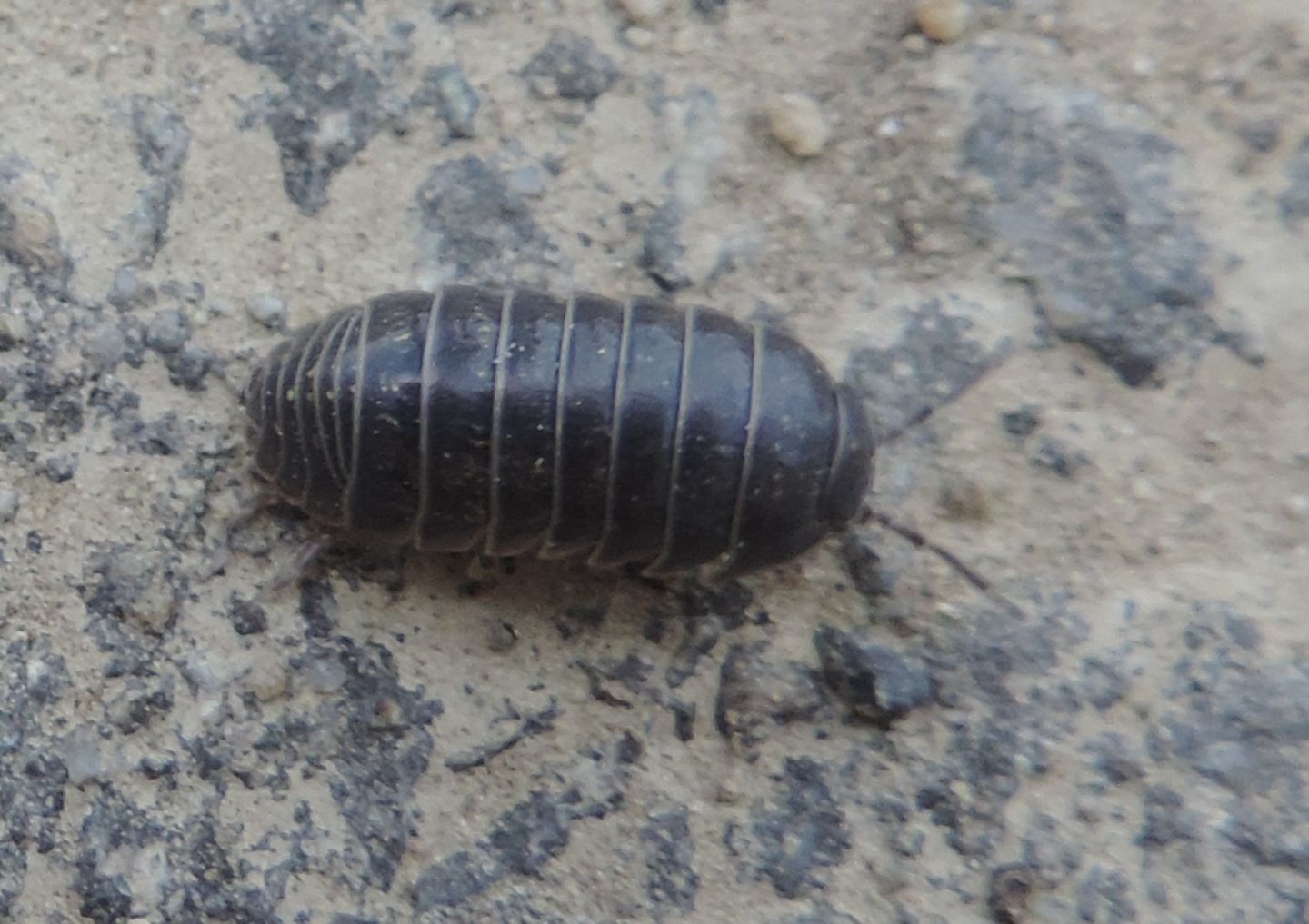 Armadillidium?