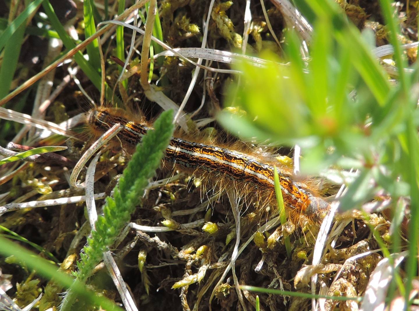 Malacosoma? S, Malacosoma (Malacosoma) alpicolum