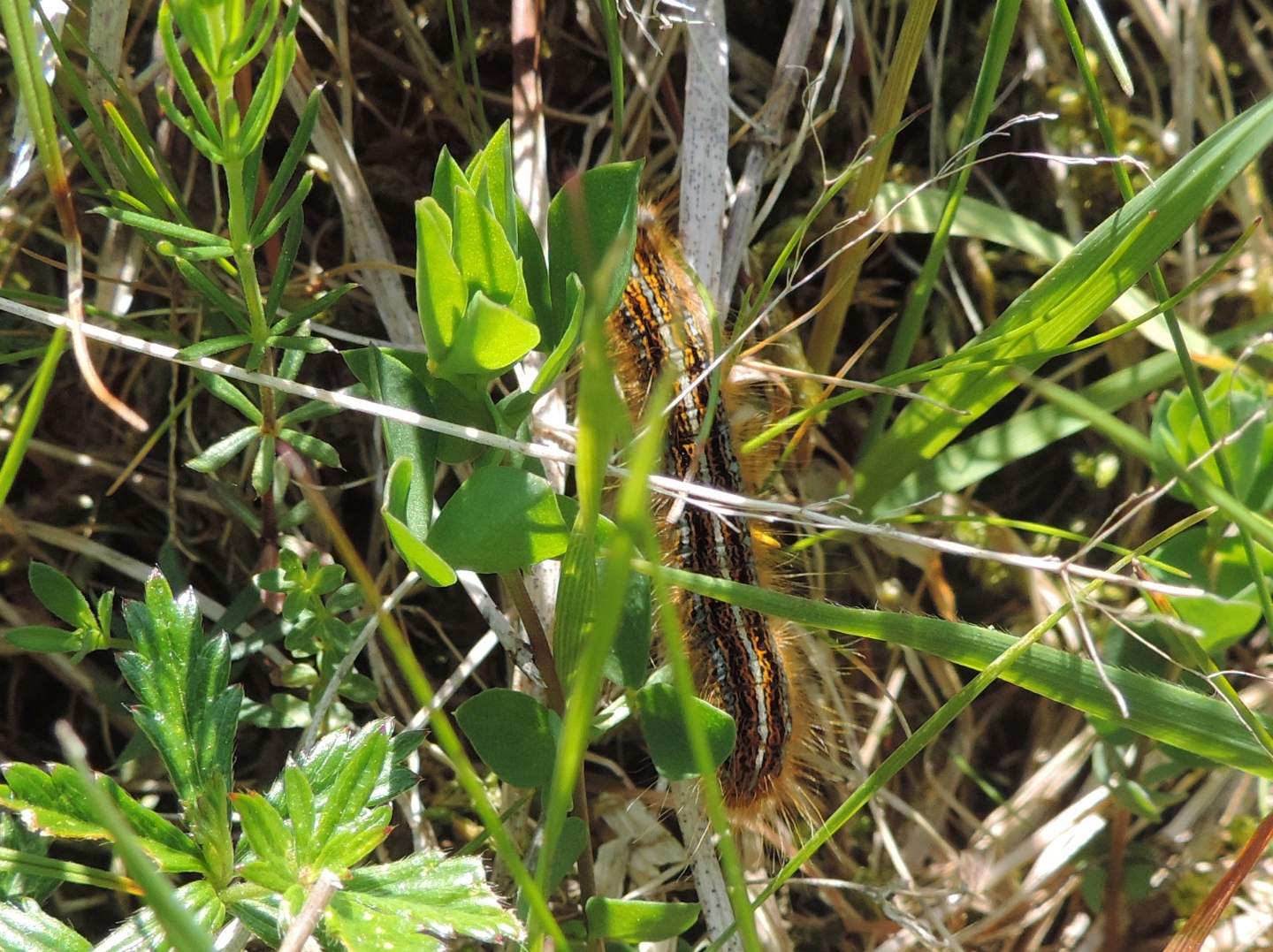 Malacosoma? S, Malacosoma (Malacosoma) alpicolum