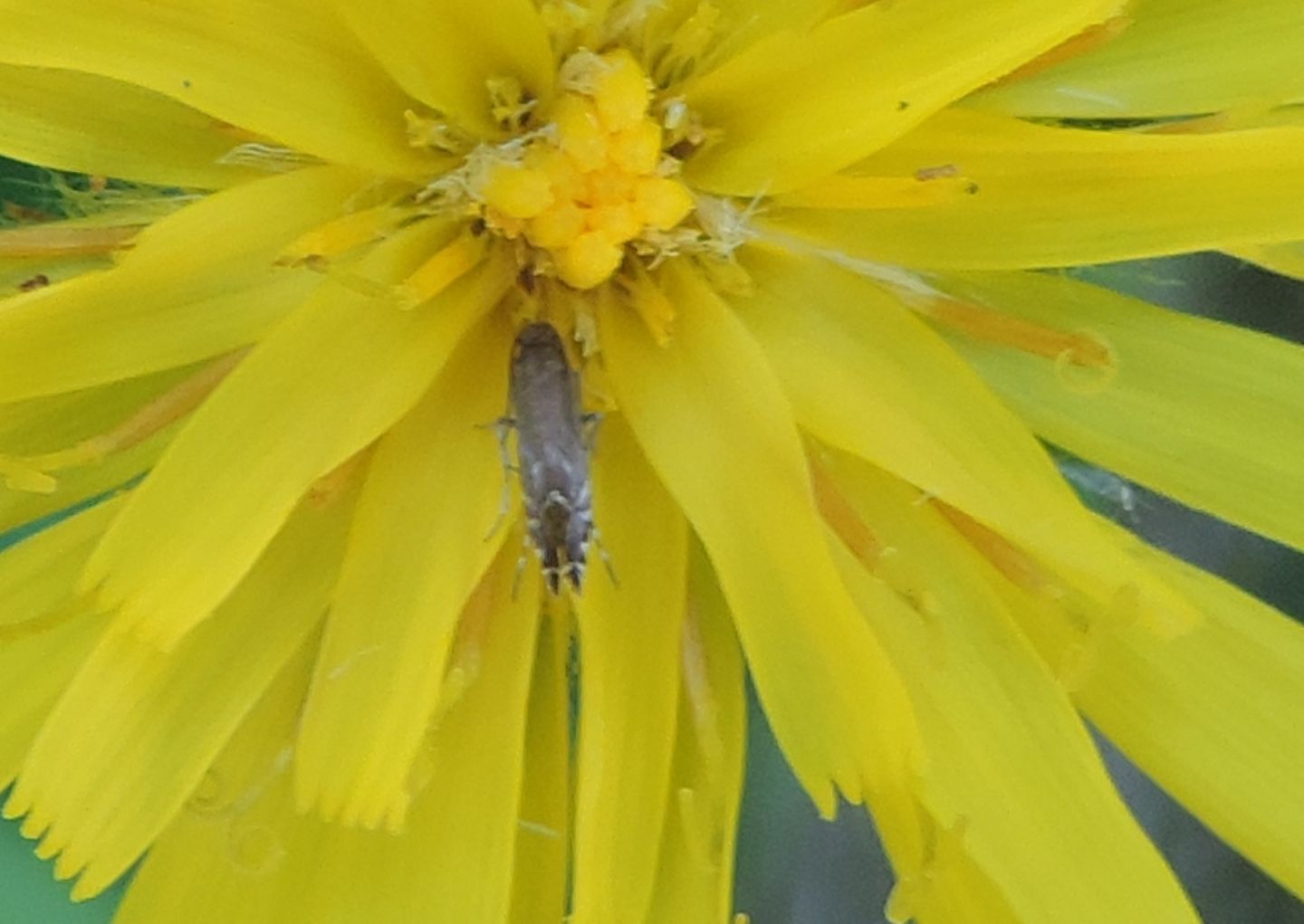 Glyphipterix simplicella?....forse