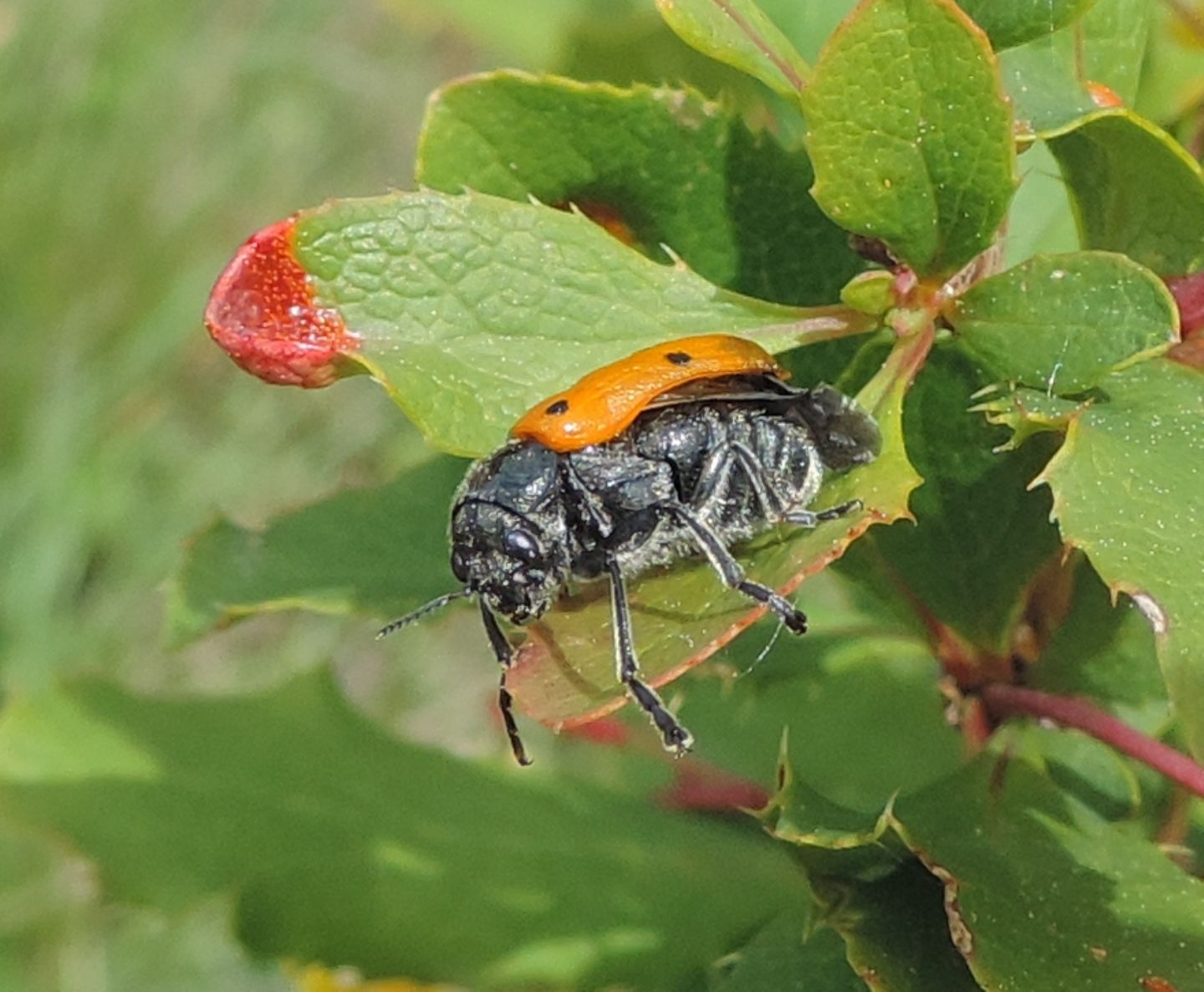 Chrysomelidae: quale Lachnaia? L. italica