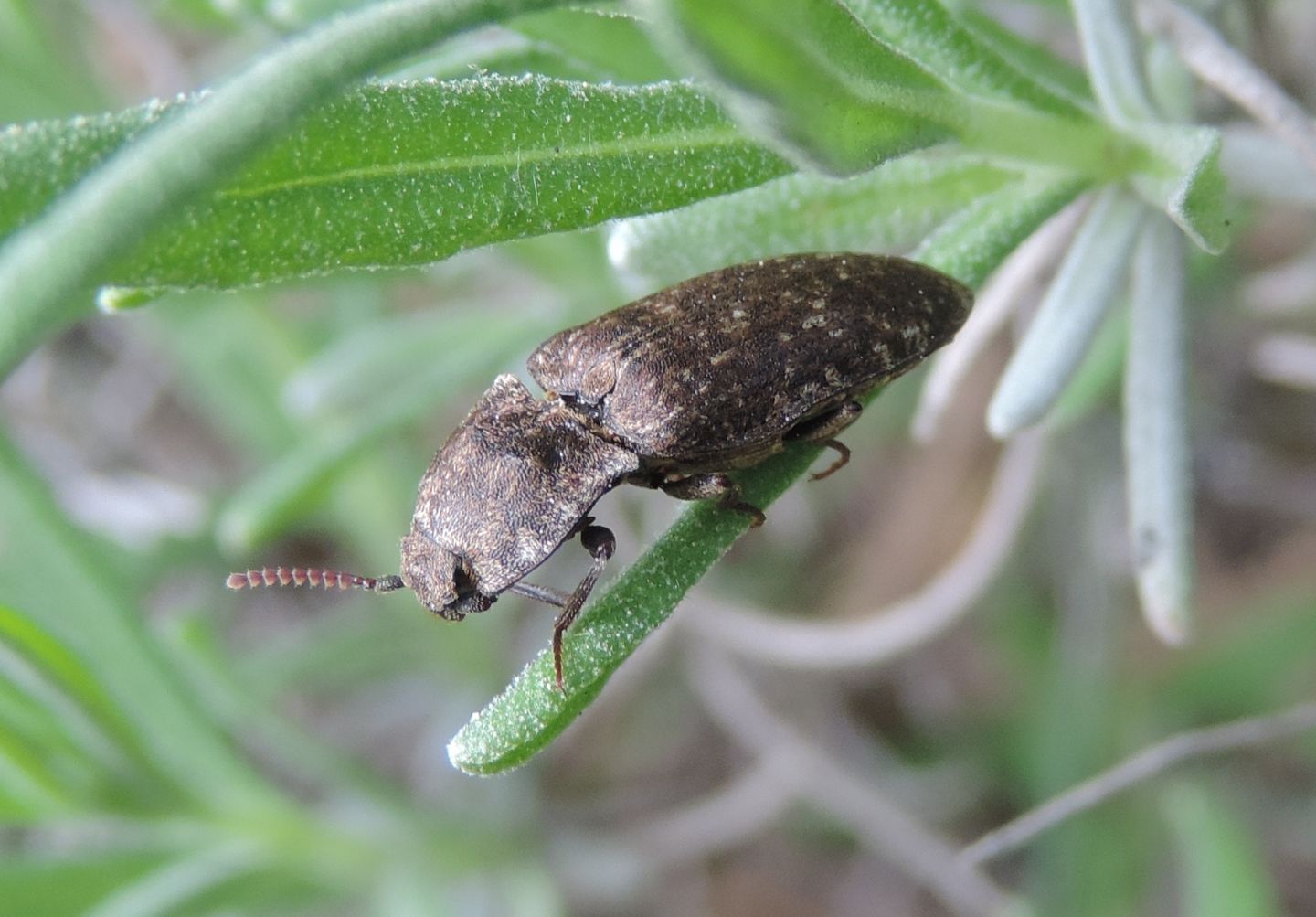 Elateridae: Agrypnus murinus? S