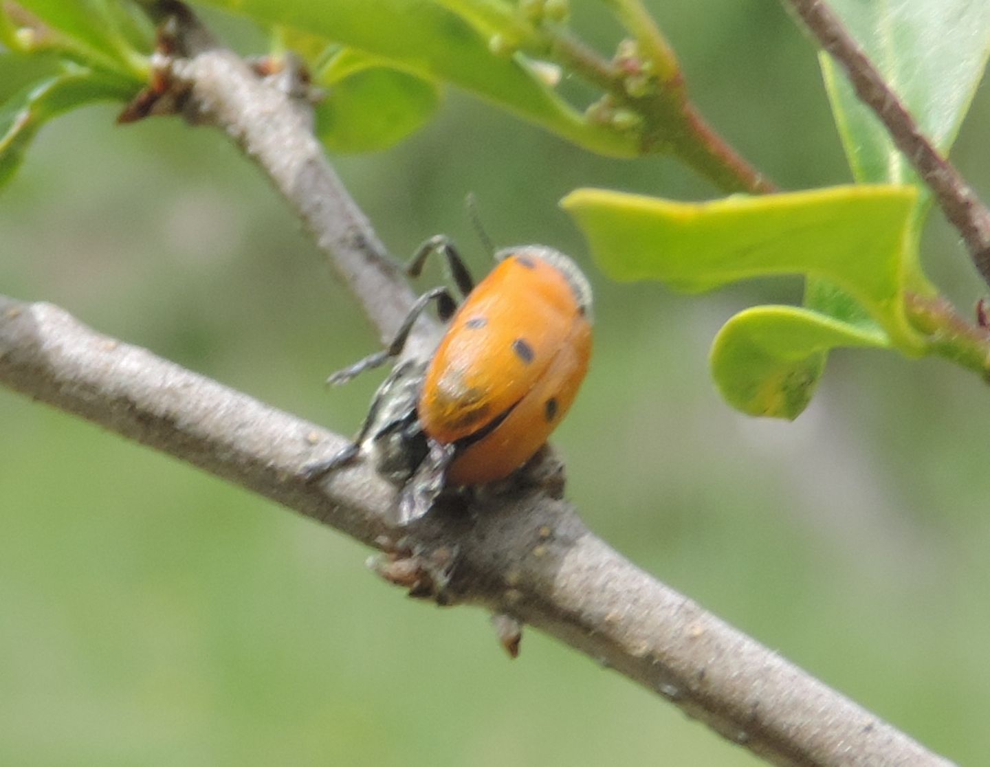 Chrysomelidae: quale Lachnaia? L. italica