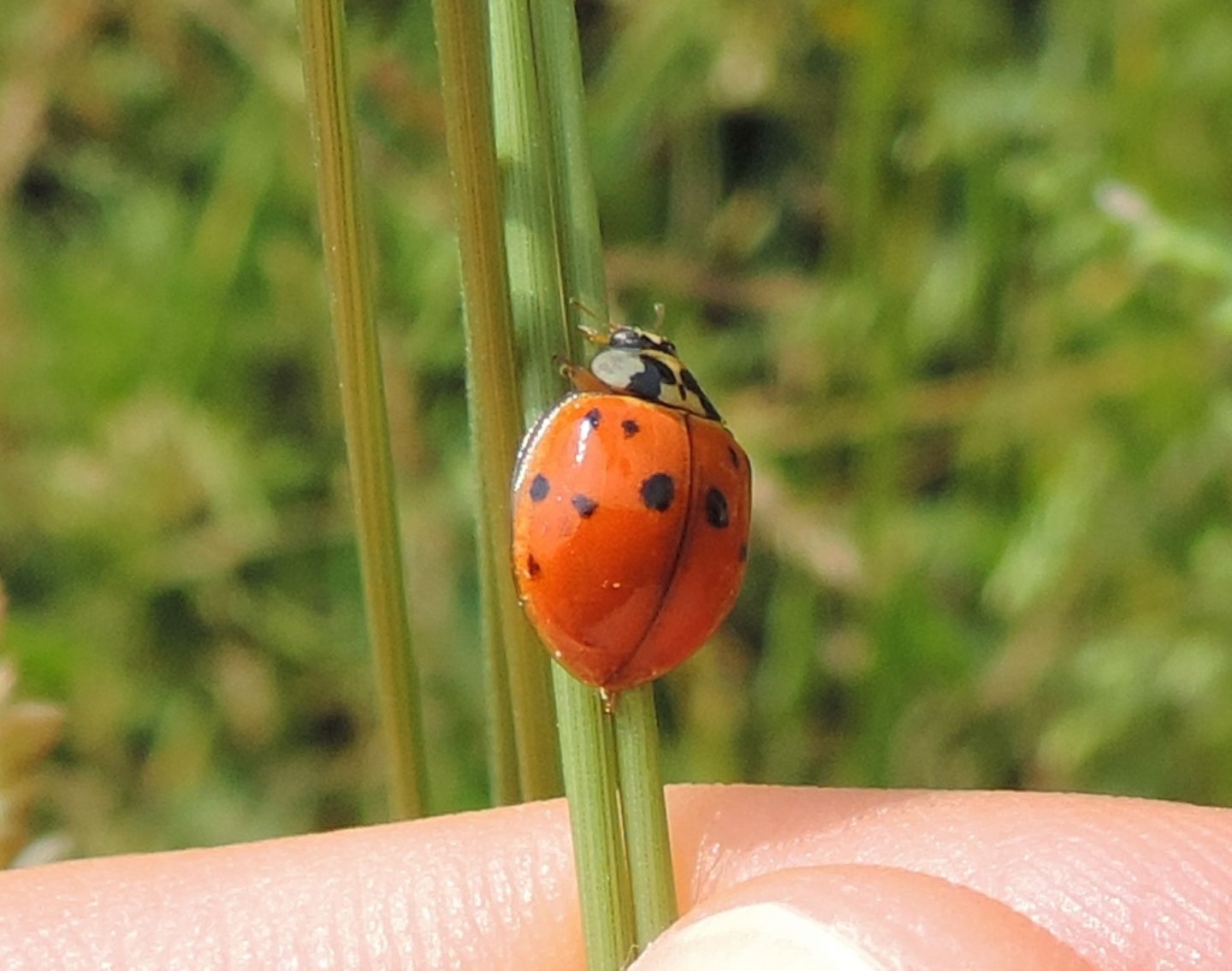 Coccinellidae: Harmonia axyridis? S.