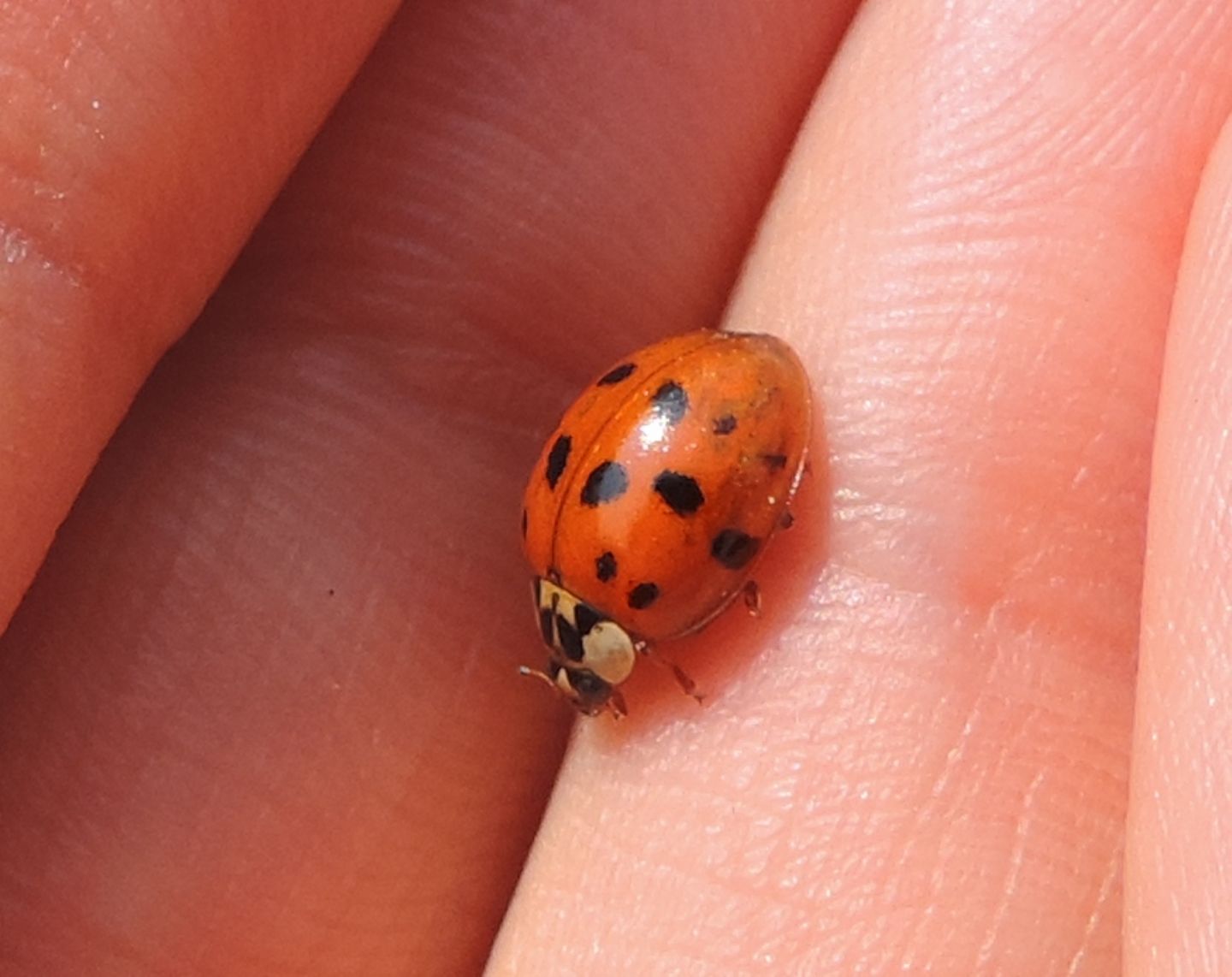 Coccinellidae: Harmonia axyridis? S.