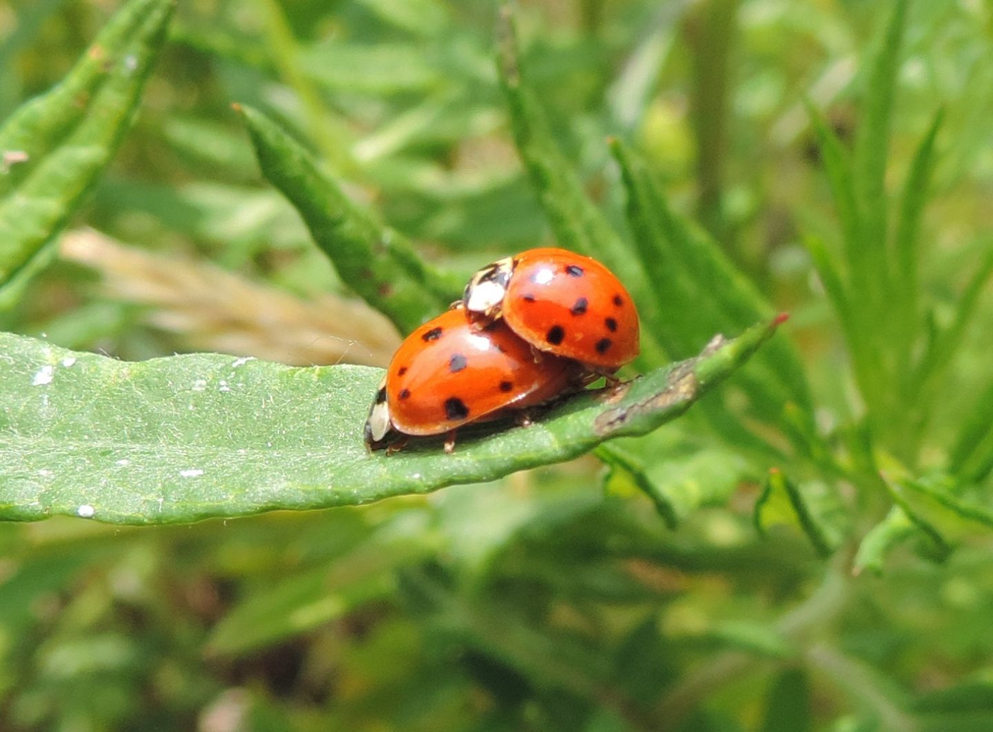 Coccinellidae: Harmonia axyridis? S.