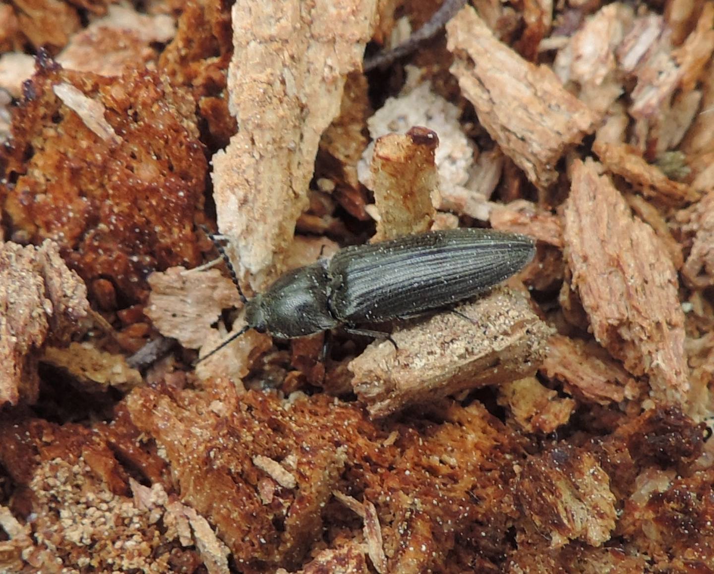 Elateridae: Cydnopus sp (cfr.)