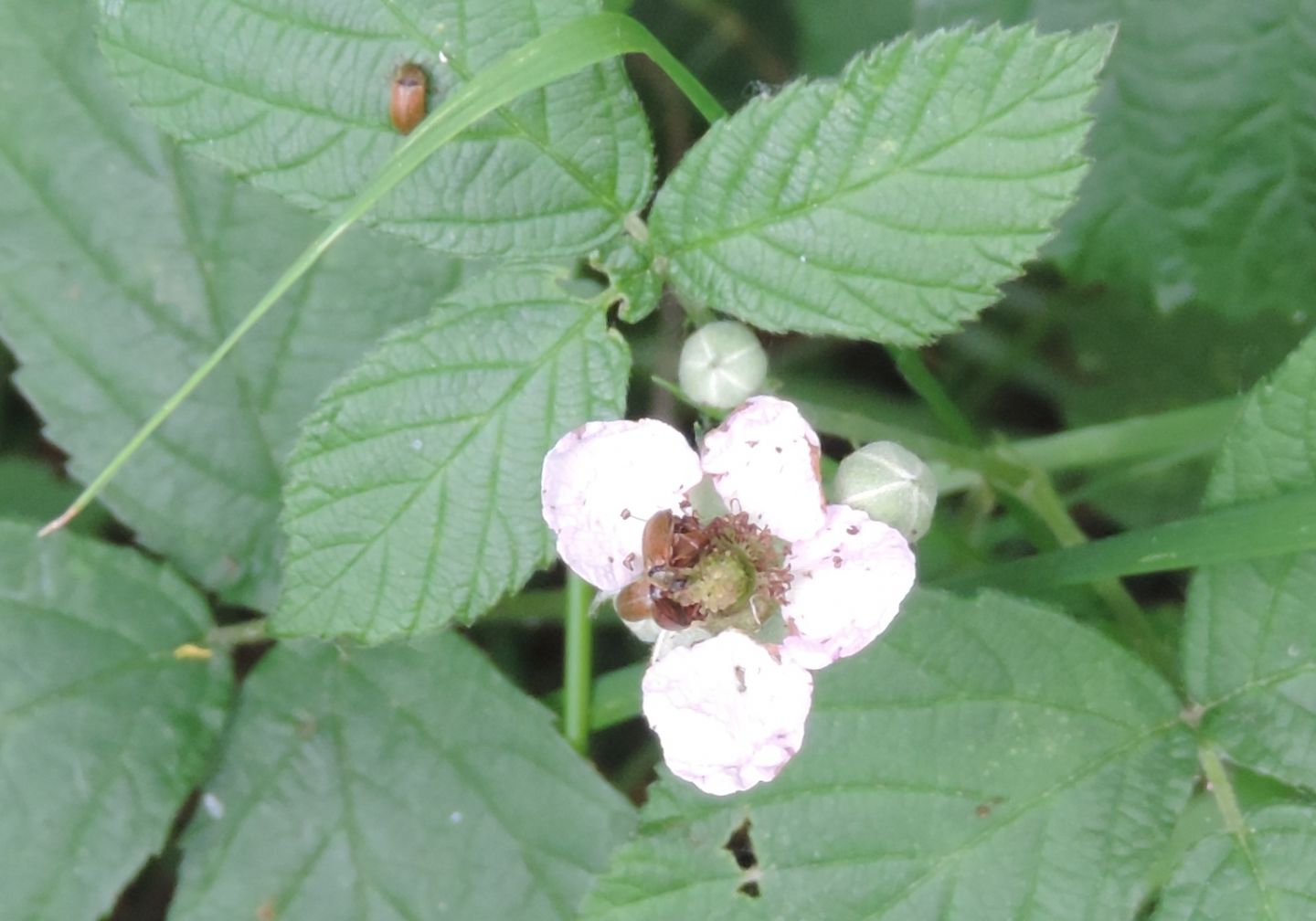 Fiori di lampone?...forse: Rubus sp.