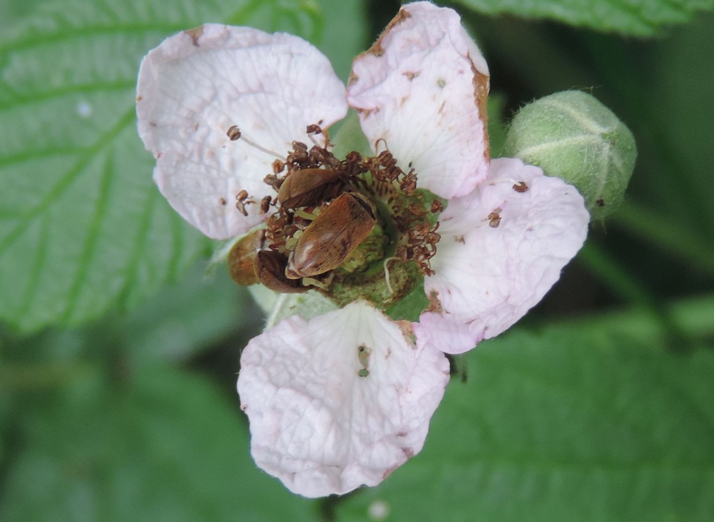 Fiori di lampone?...forse: Rubus sp.