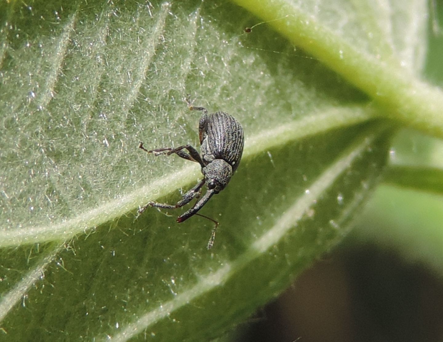 Curculionidae: Anthonomus rubi