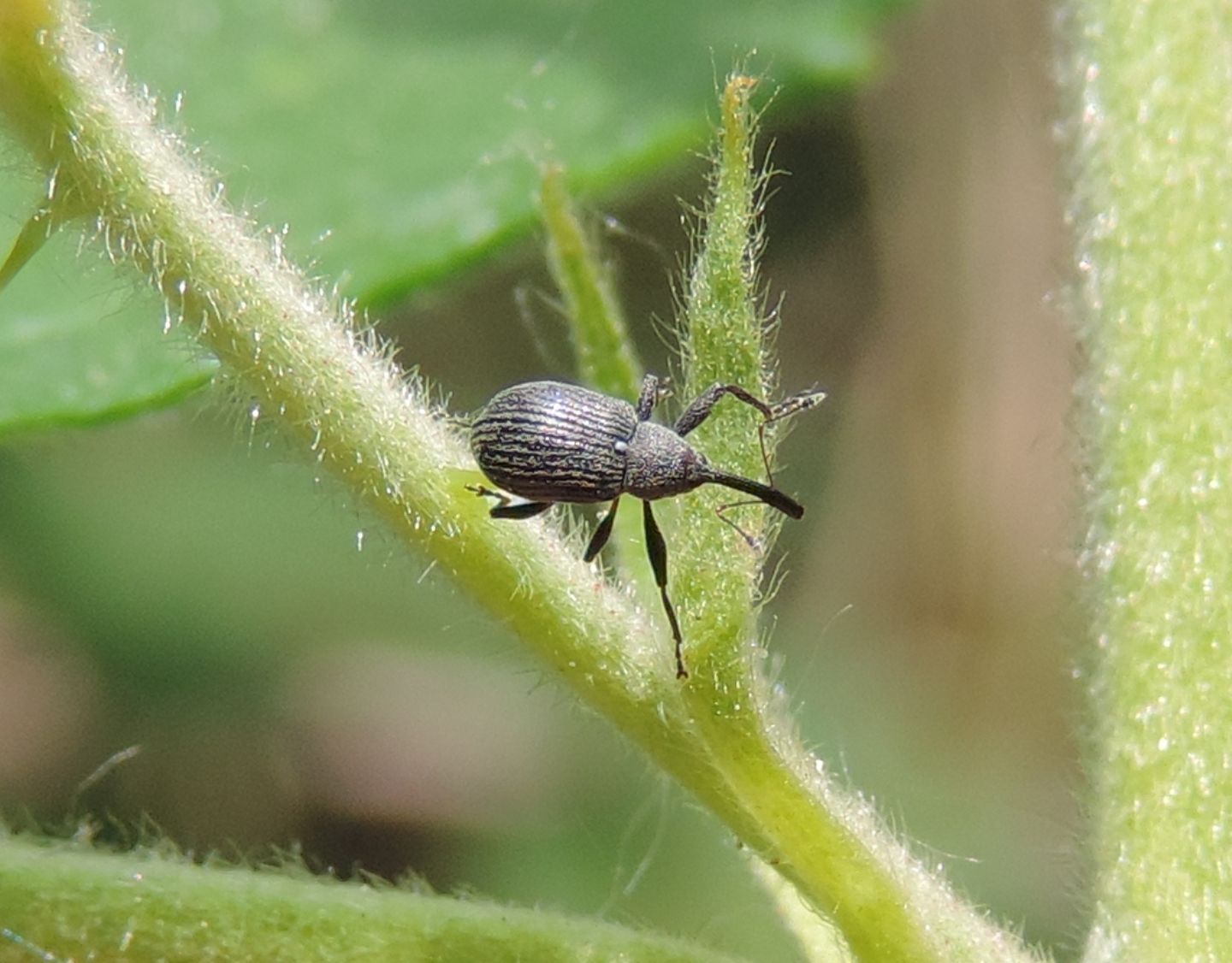 Curculionidae: Anthonomus rubi