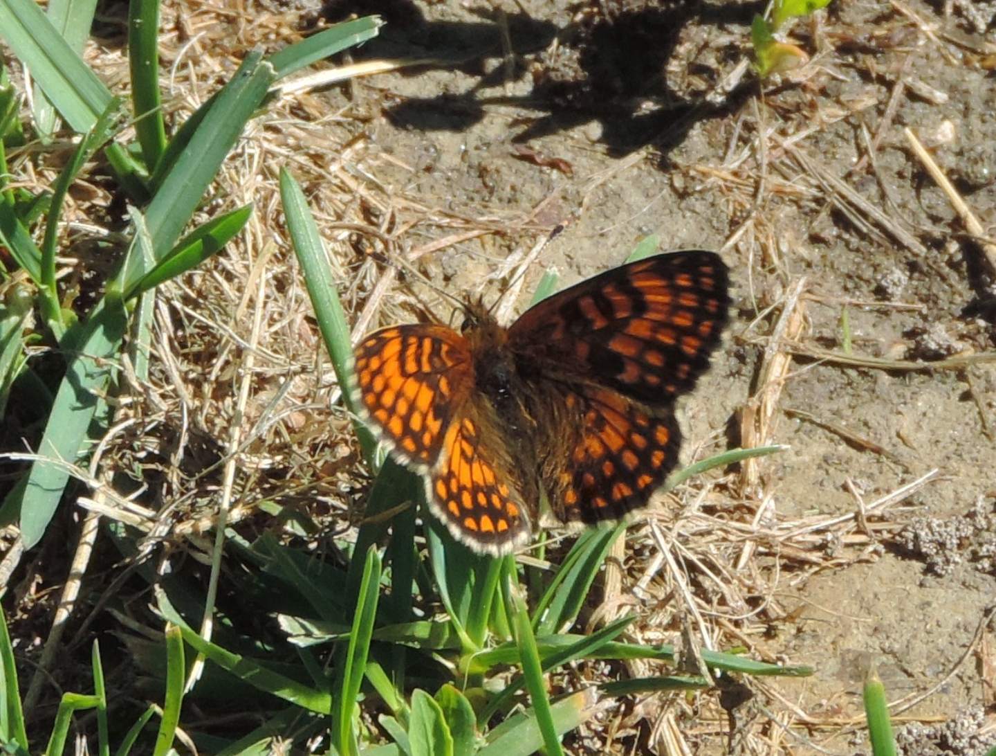 Nymphalidae: Melitaea athalia?  No, Melitaea nevadensis