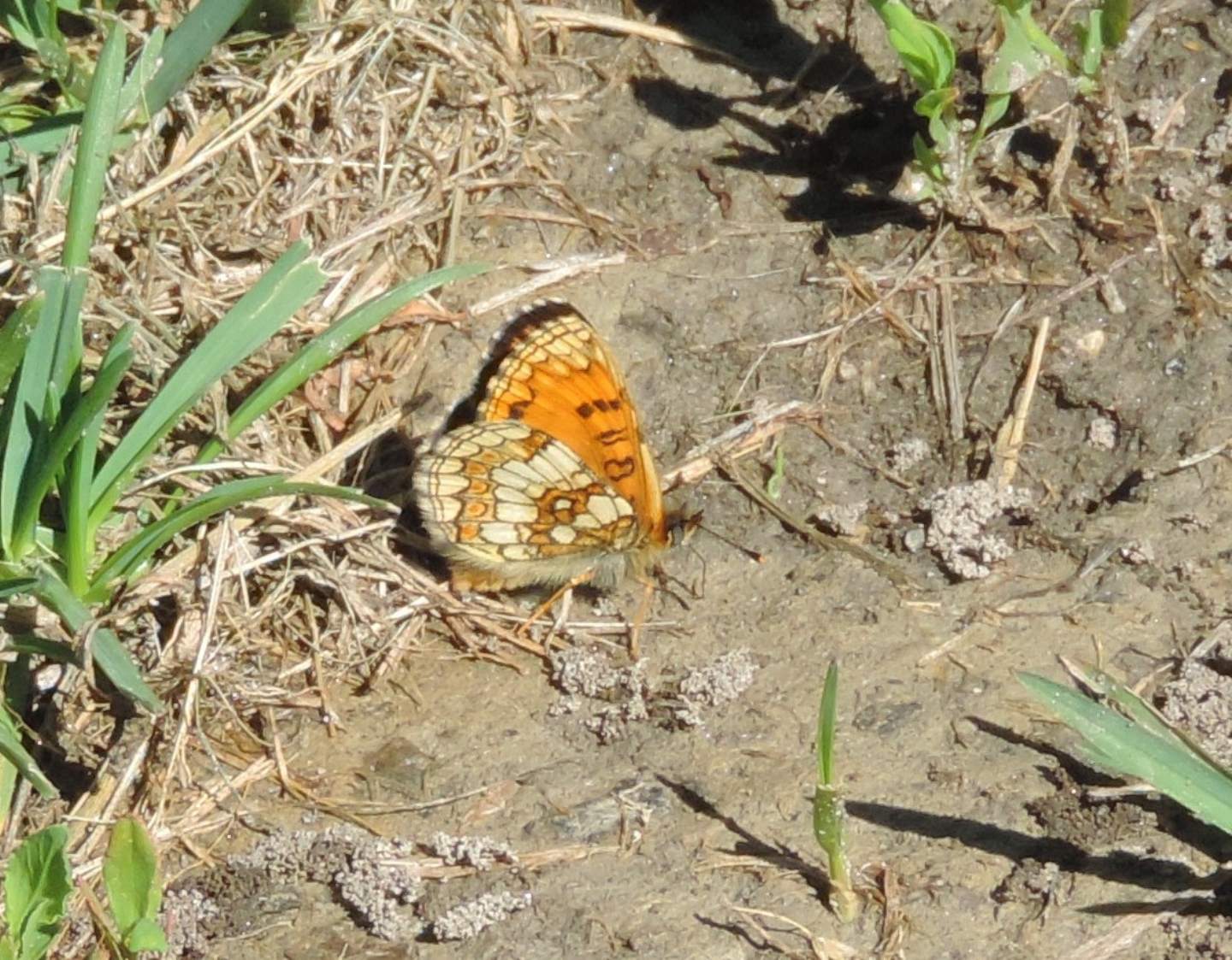 Nymphalidae: Melitaea athalia?  No, Melitaea nevadensis