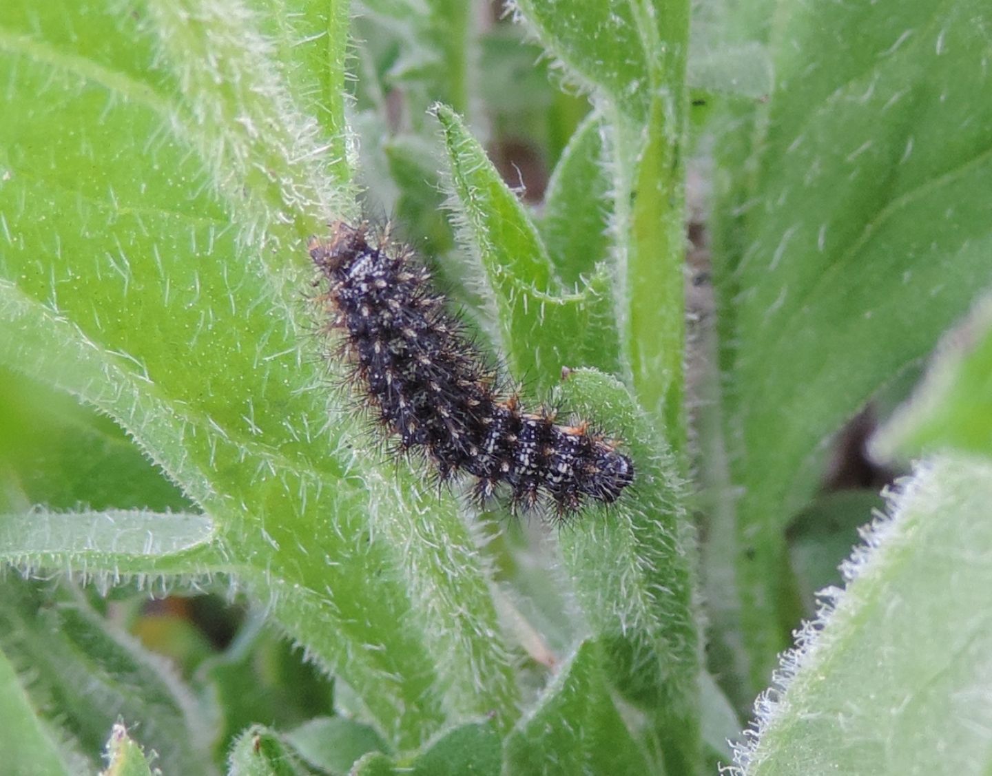 Bruco da identificare: Melitaea cfr. phoebe