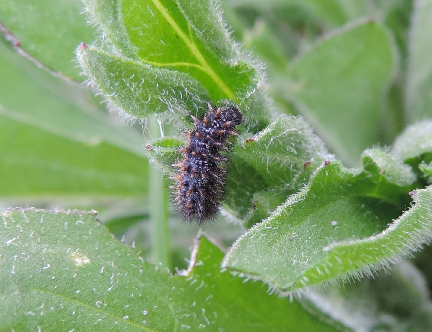 Bruco da identificare: Melitaea cfr. phoebe