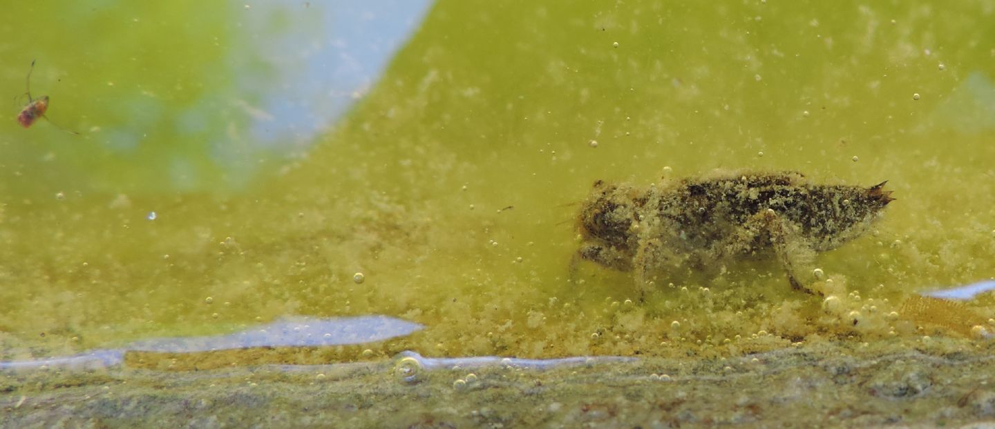 Larva di libellula da identificare