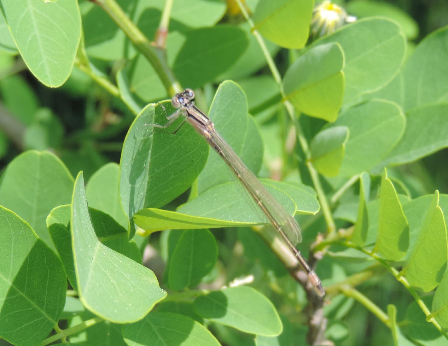 Coenagrion puella? no, Ischnura elegans