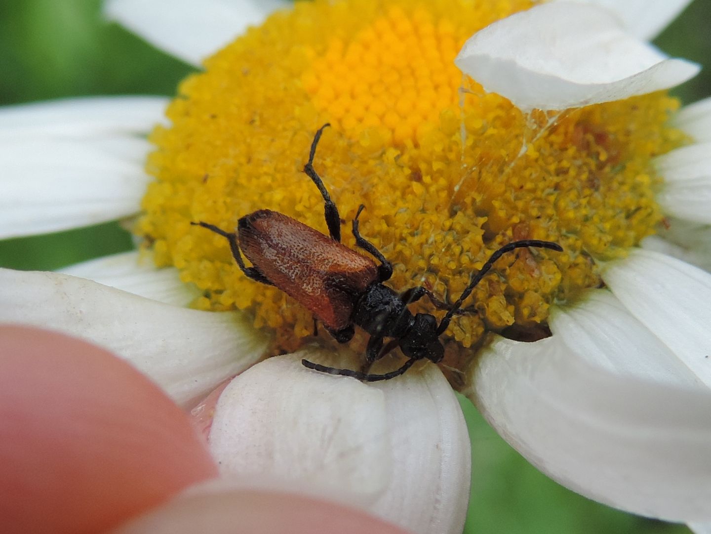 Cerambycidae: Pseudovadonia livida?  S