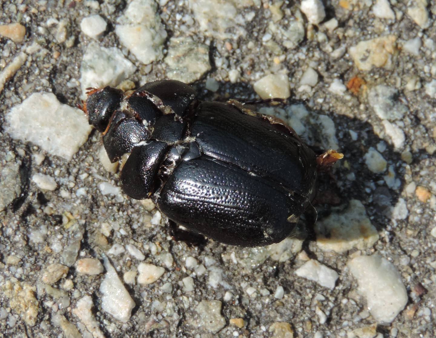 Dynastidae: Pentodon bidens?  S !