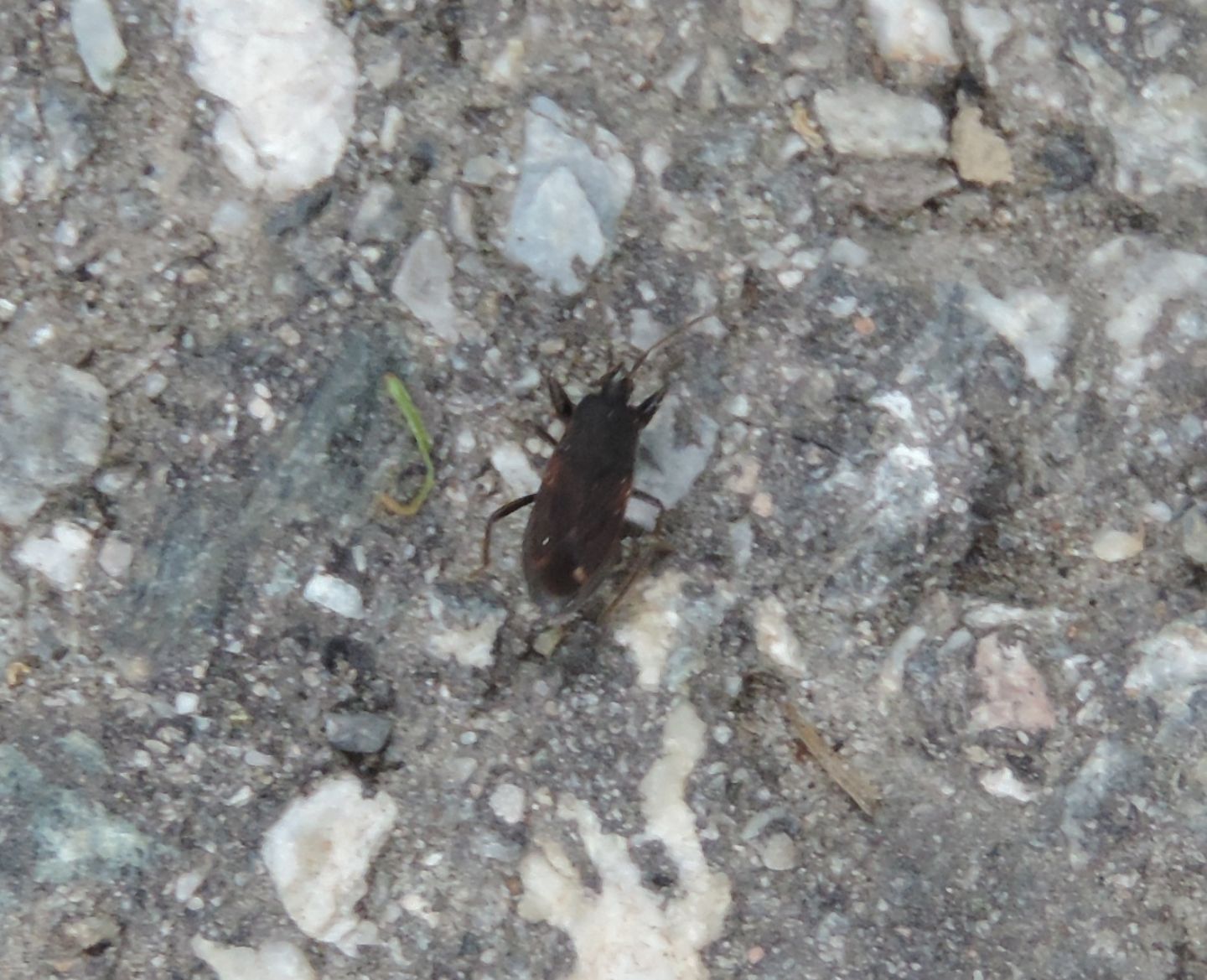 Lygaeidae? S, Eremocoris sp.