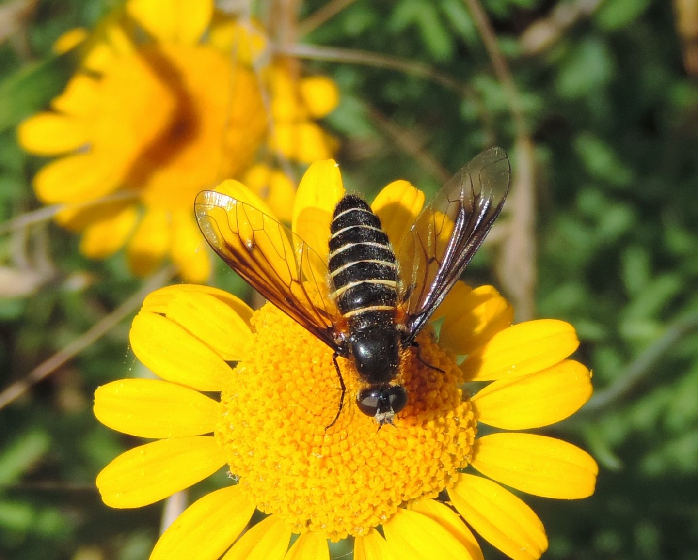 Bombyliidae: Lomatia sp.?    S !