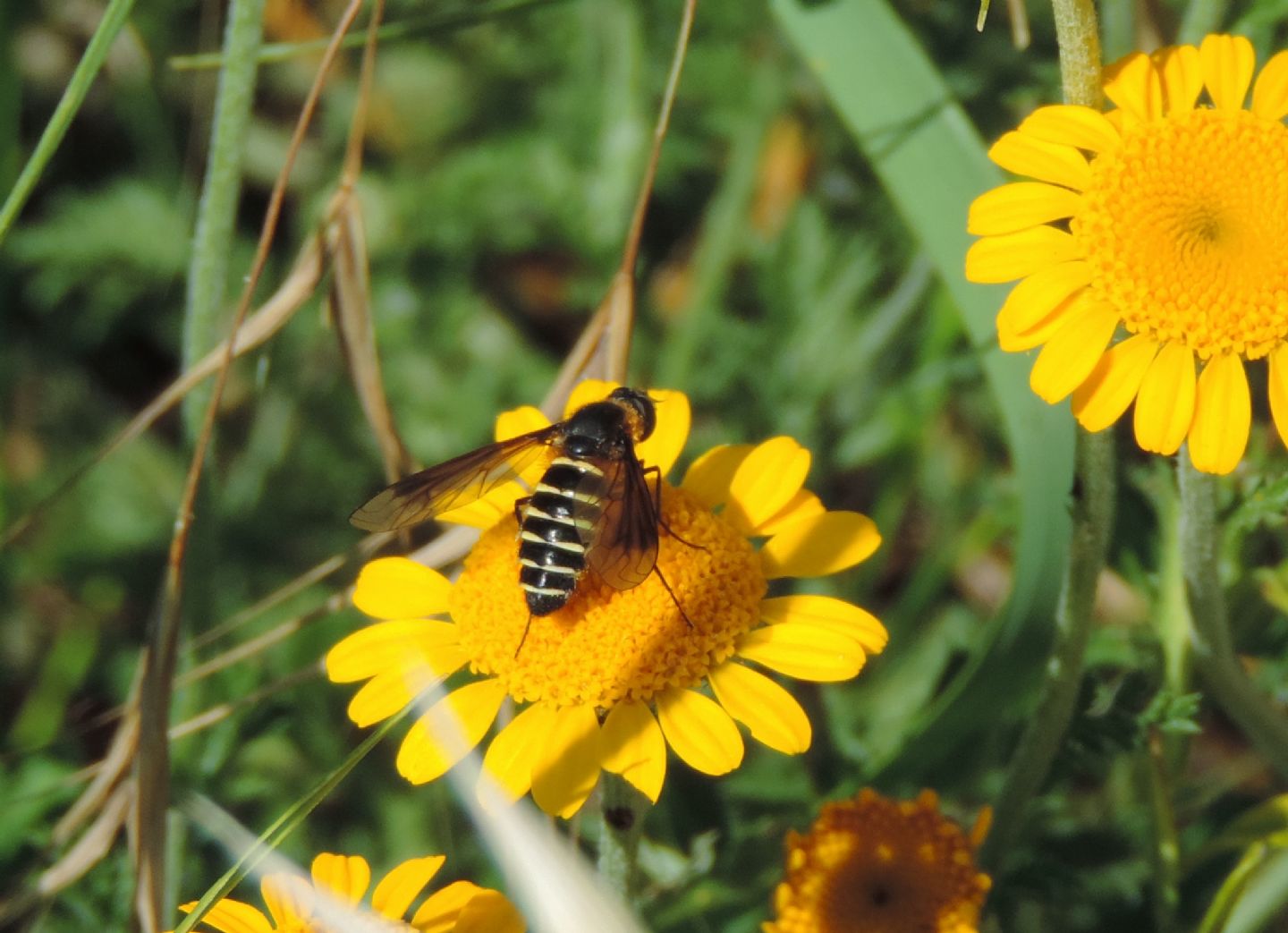 Bombyliidae: Lomatia sp.?    S !