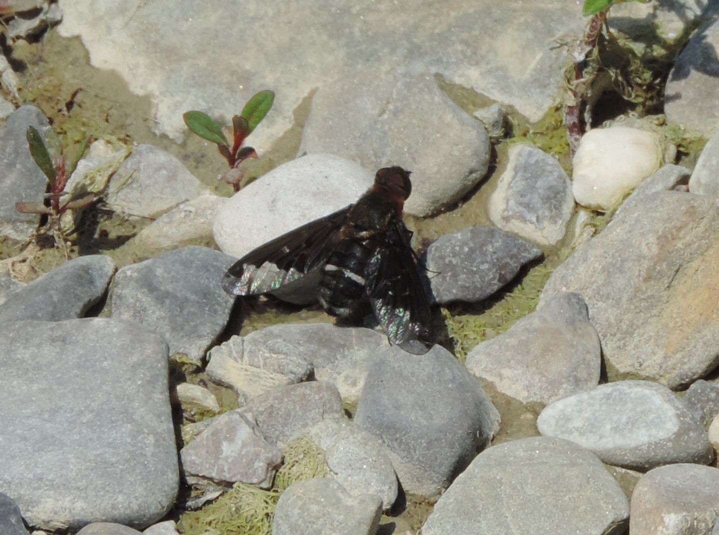 Bombyliidae: Hemipenthes velutina? S !