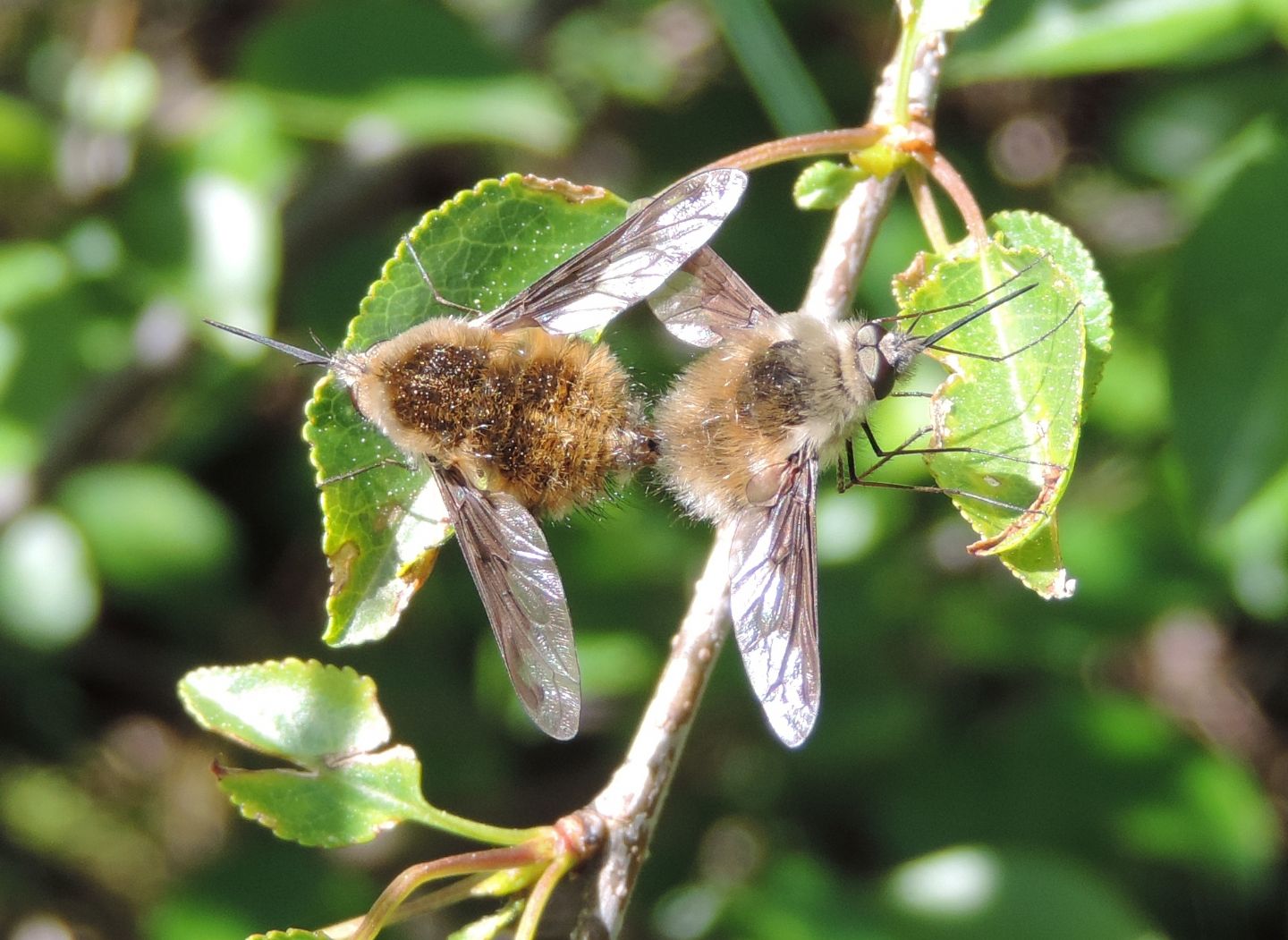 Bombyliidae: Bombylius cfr. fimbriatus