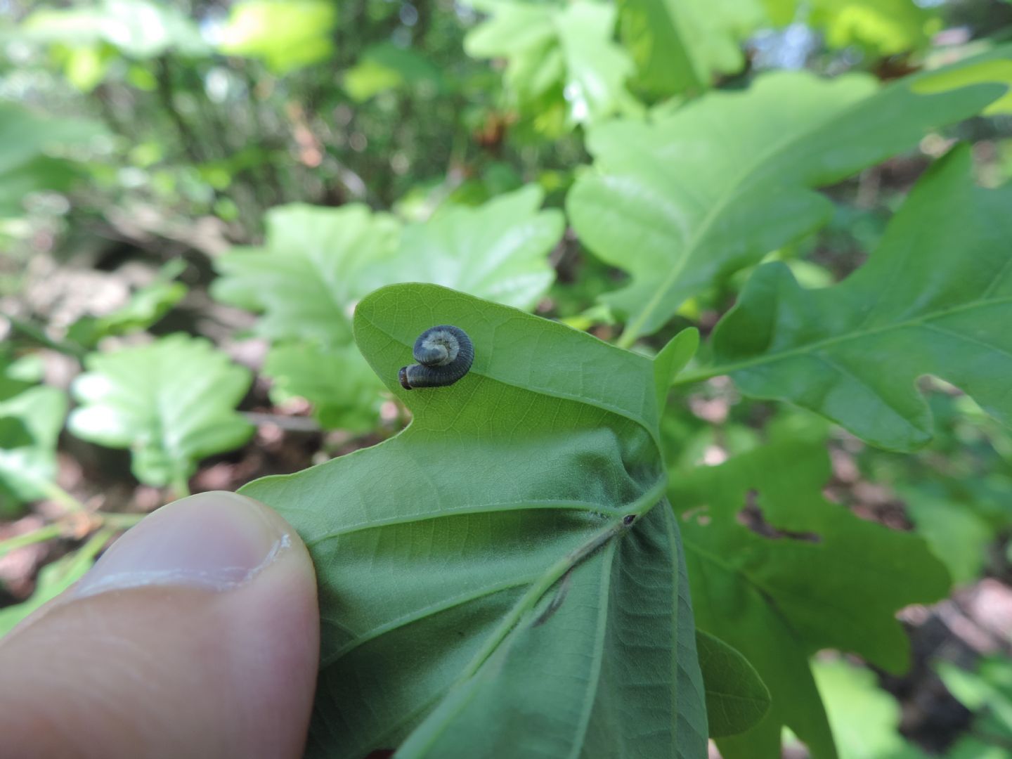 Larva di Tenthredo? ... di Tenthredinidae